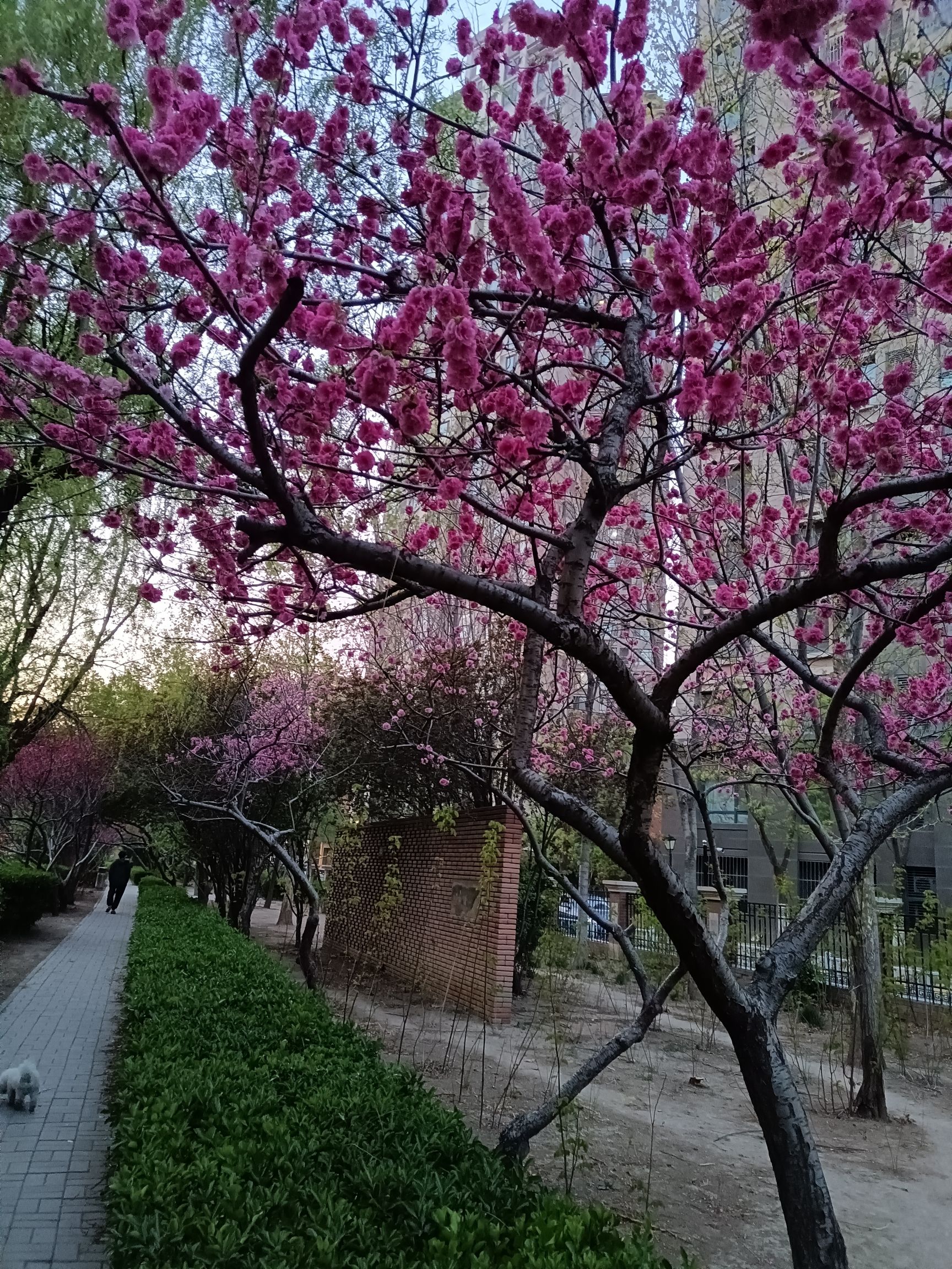 河西区法治文化主题公园旅行图片 2