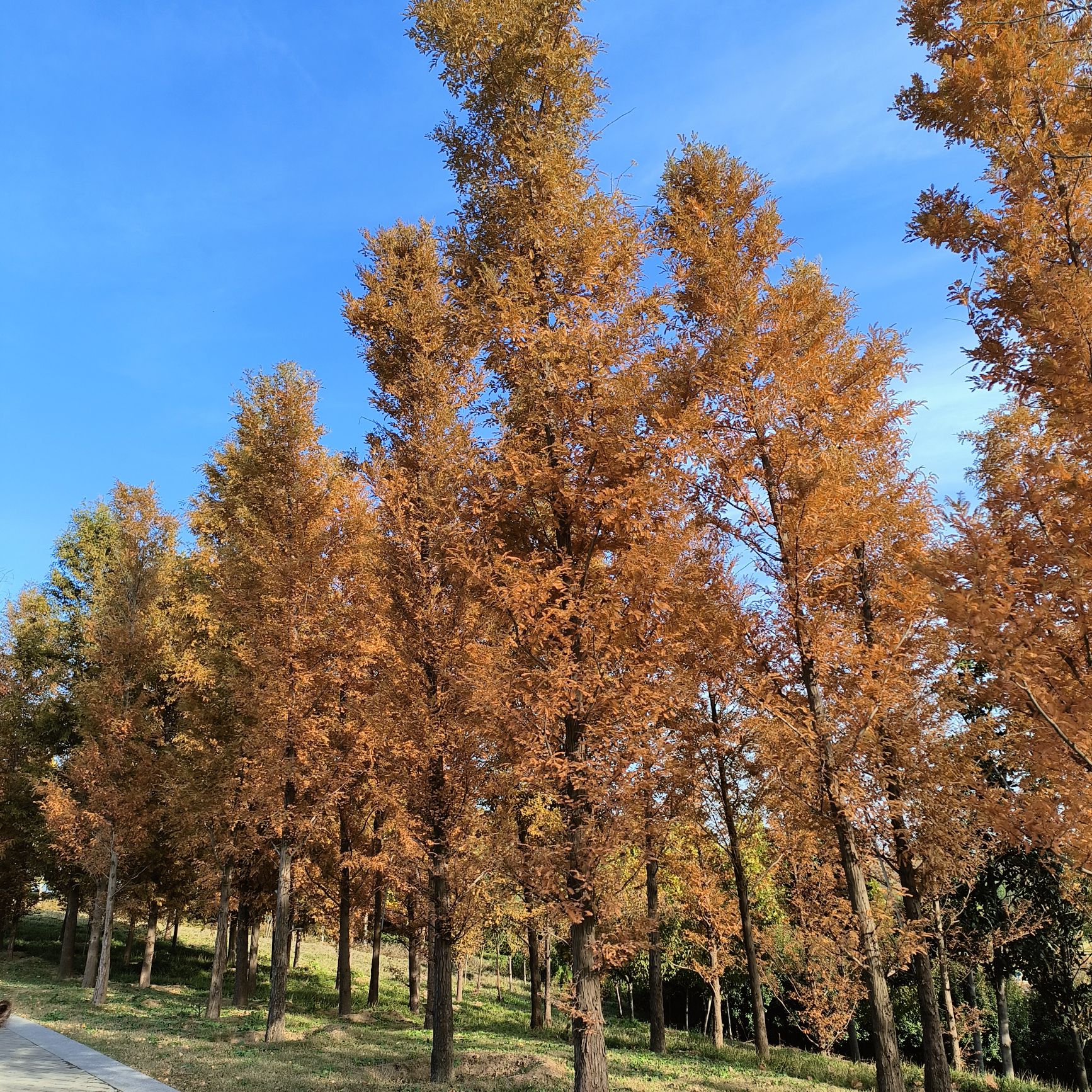 颍河登善湖城市山地公园旅行图片 2