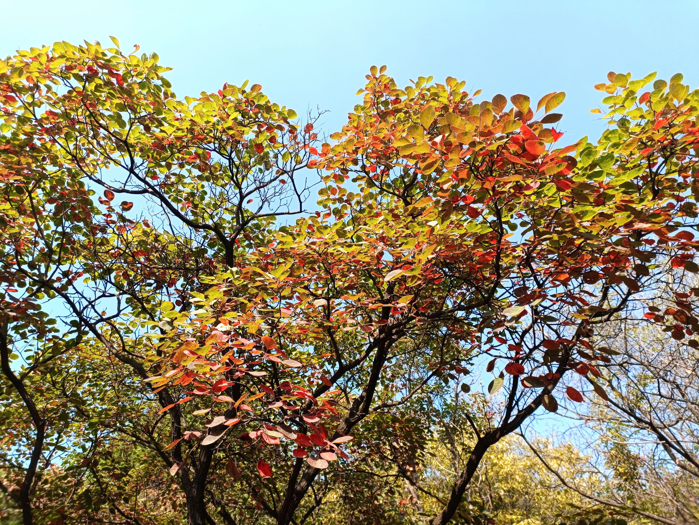 颜神文旅·九龙峪风景区旅行图片 2