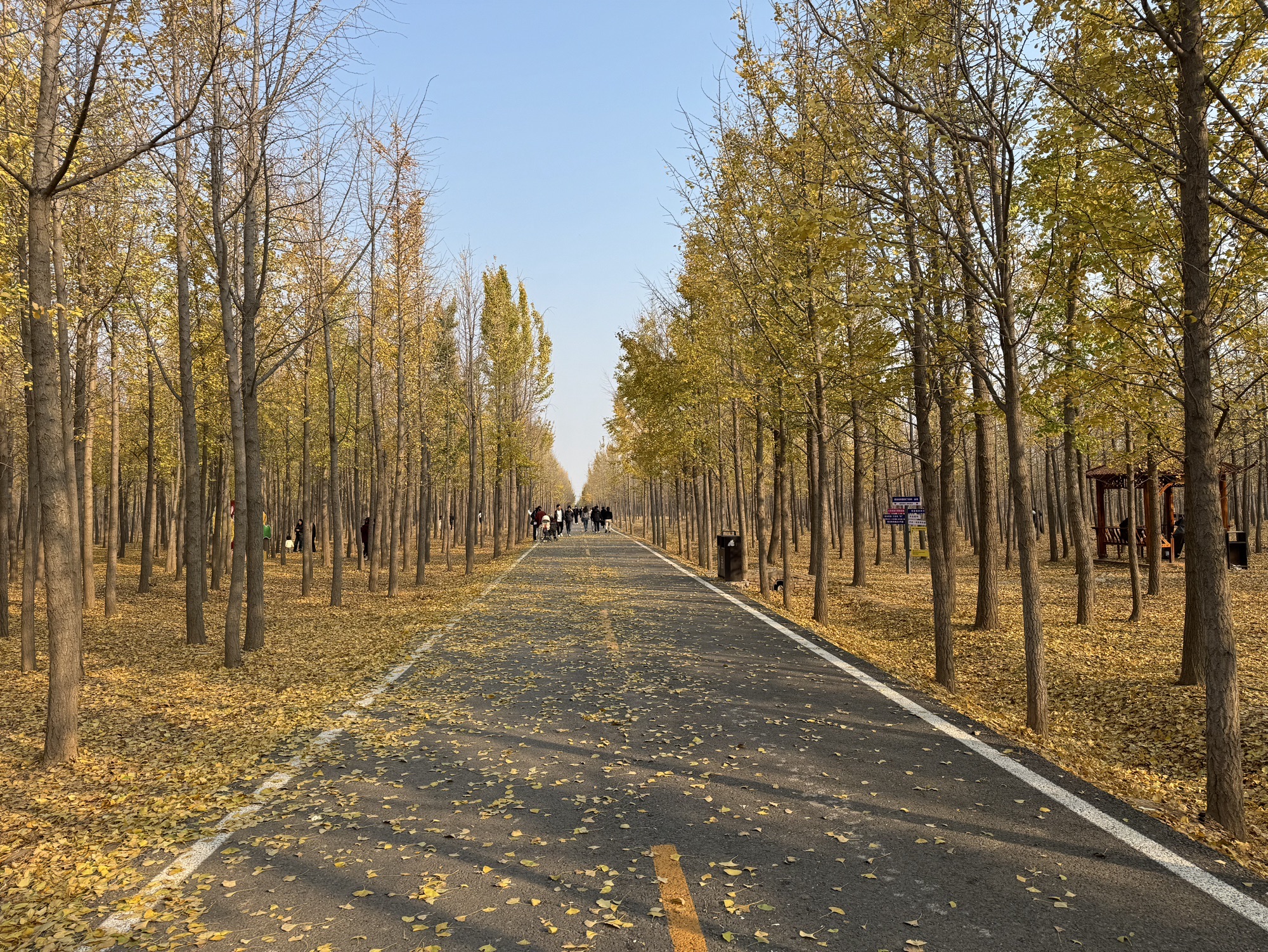 曲周银杏林旅行图片 3