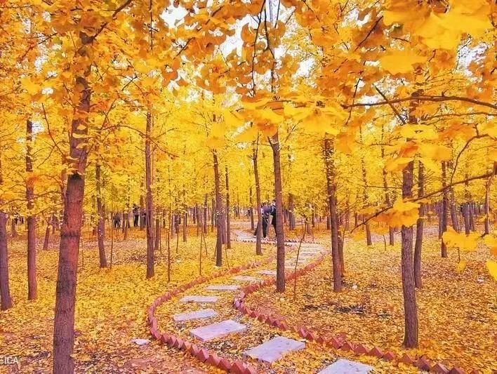曲周银杏林旅行图片