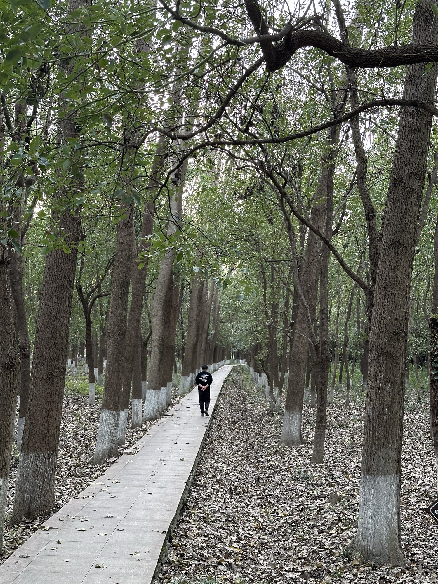 九科绿洲公园旅行图片 2