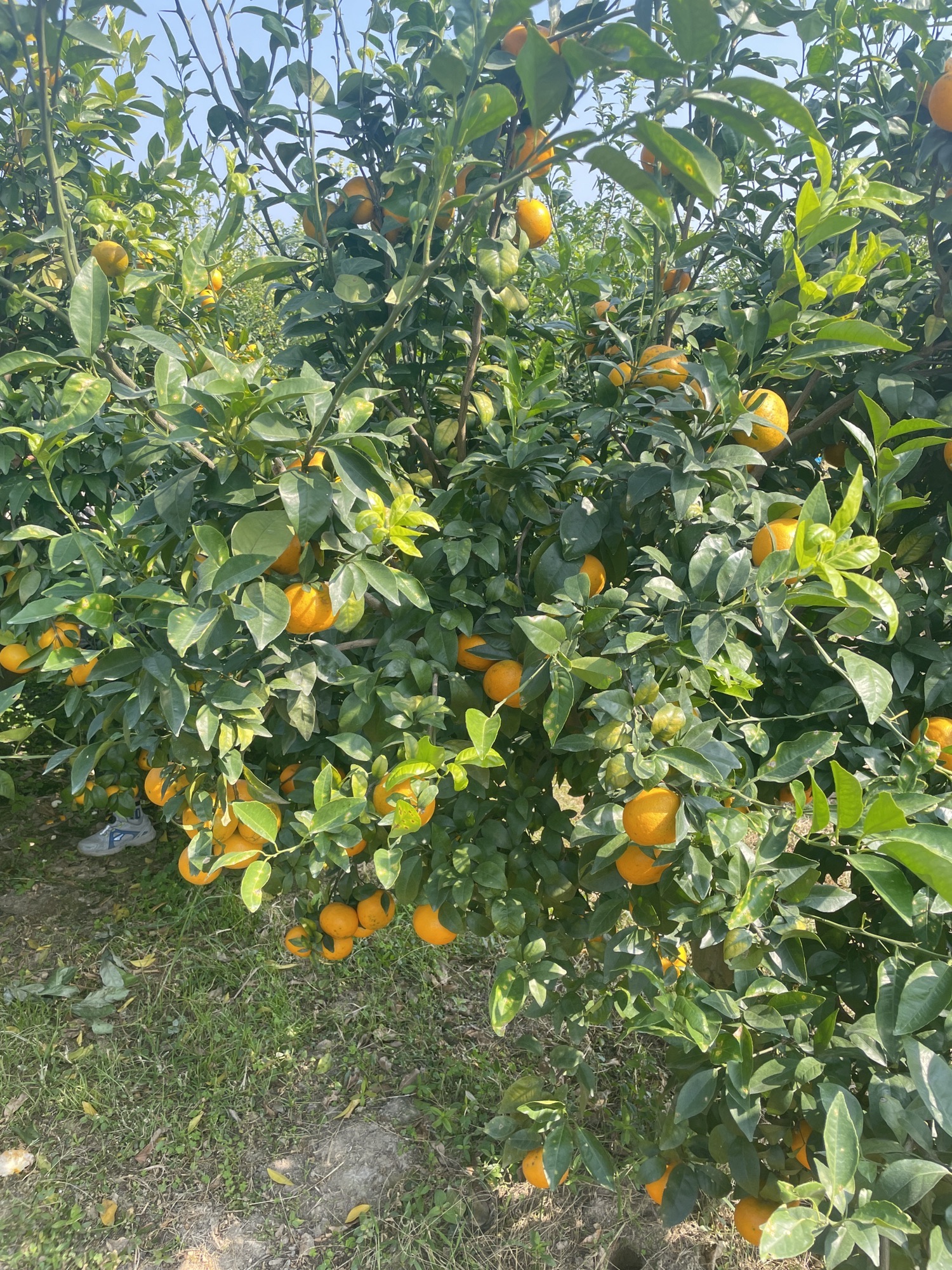 惠州市惠阳区良井镇华鑫农场