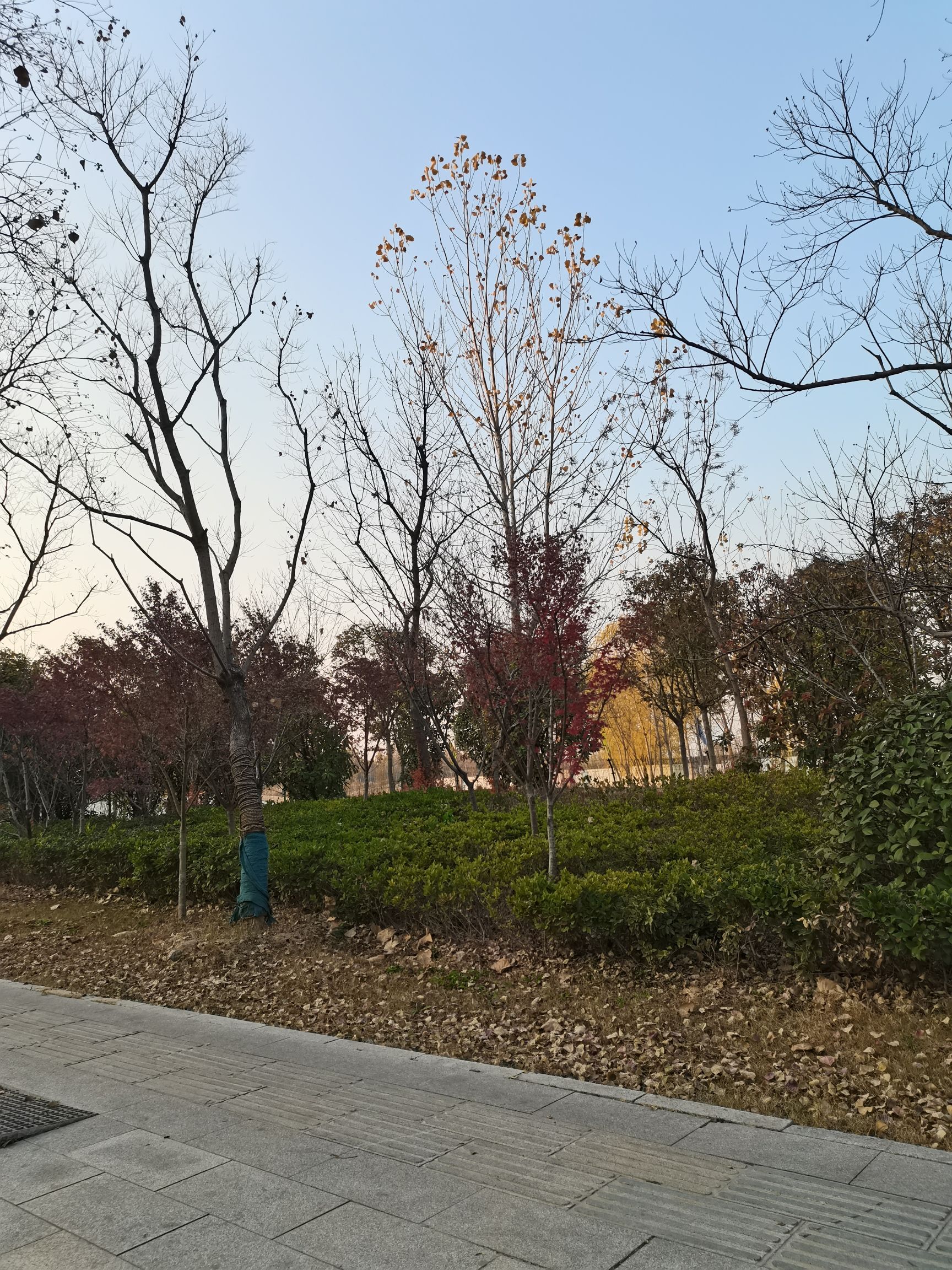 青山公园旅行图片 2