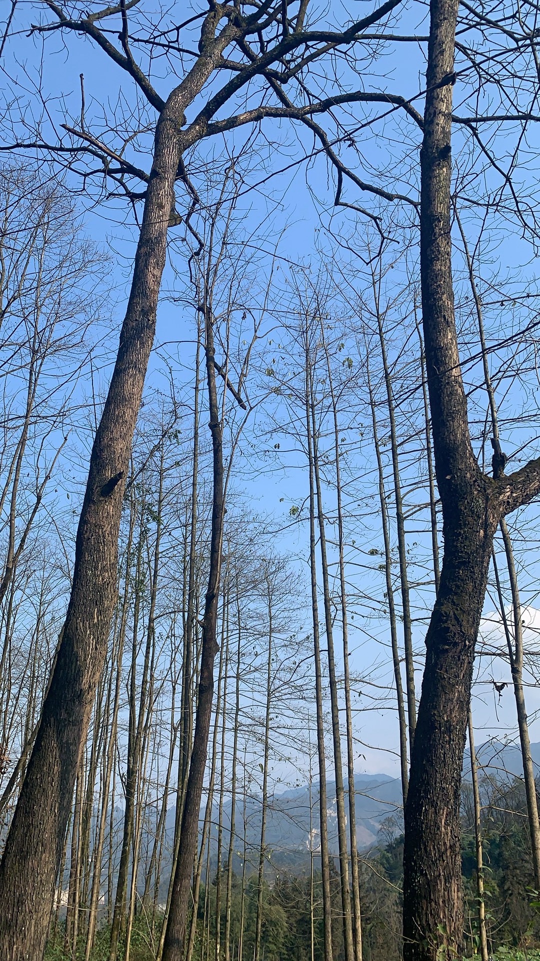 观宝山森林公园旅行图片 1