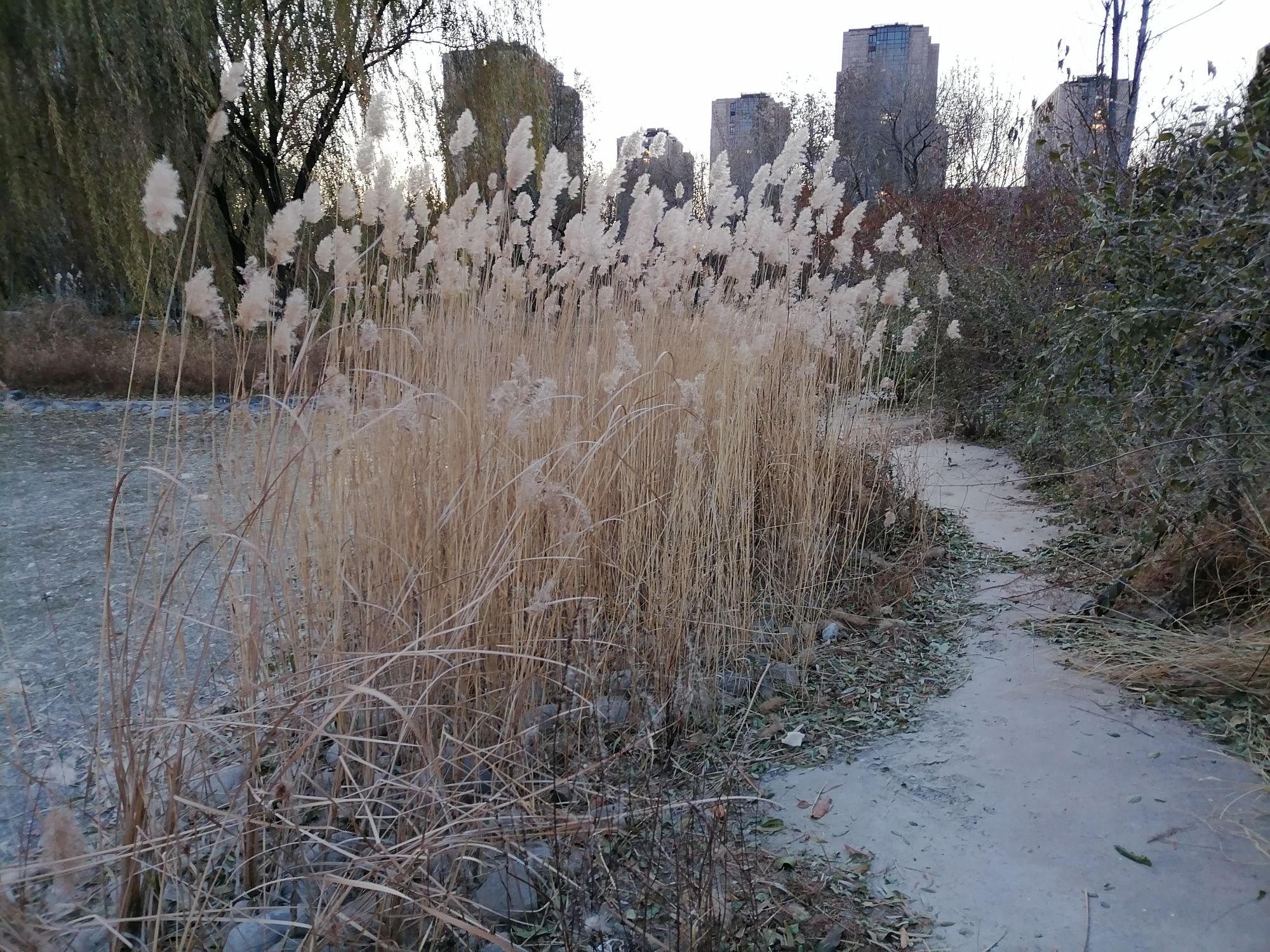 百子湾公园旅行图片 2
