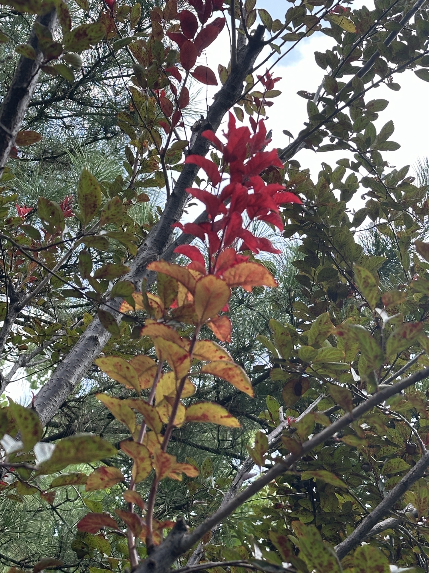 百子湾公园旅行图片 3