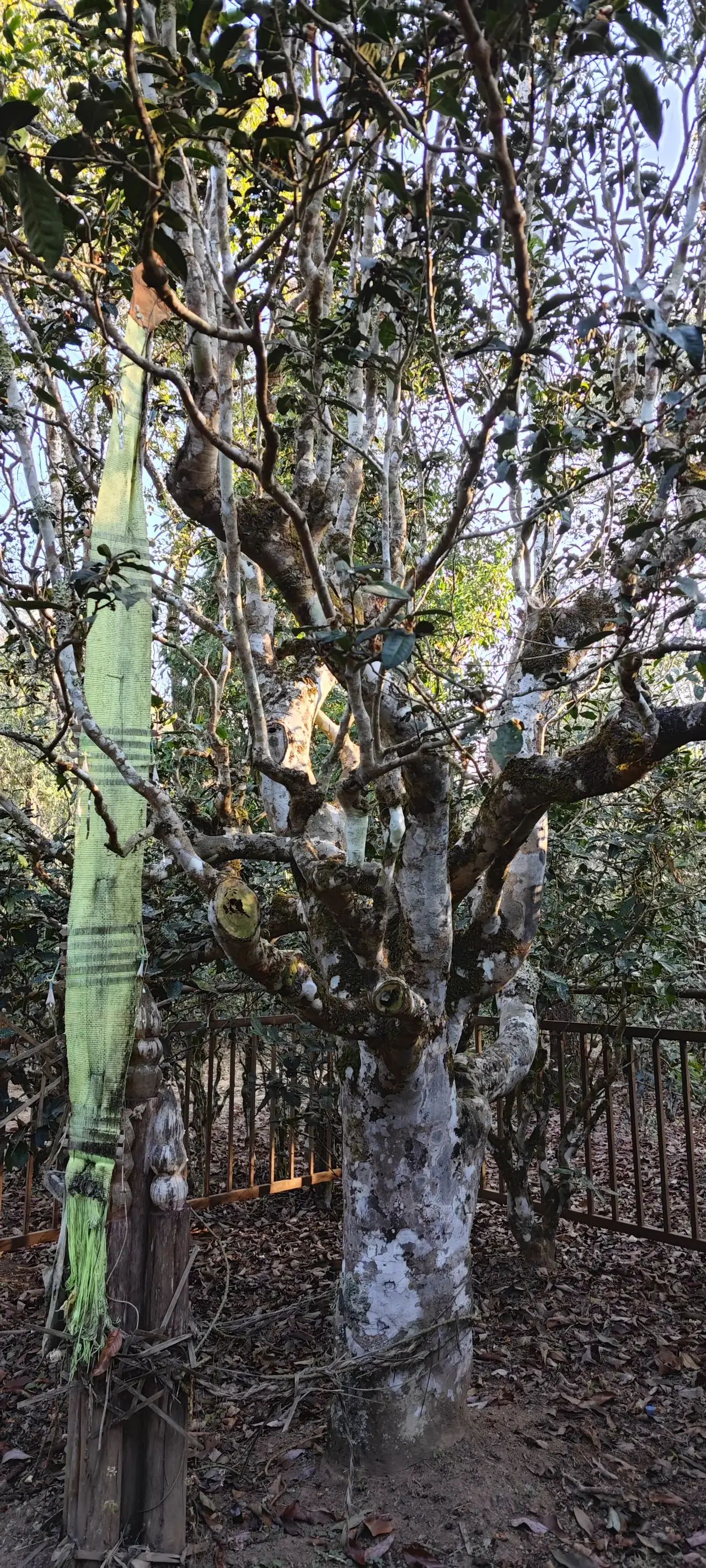 麒麟阁旅行图片 3