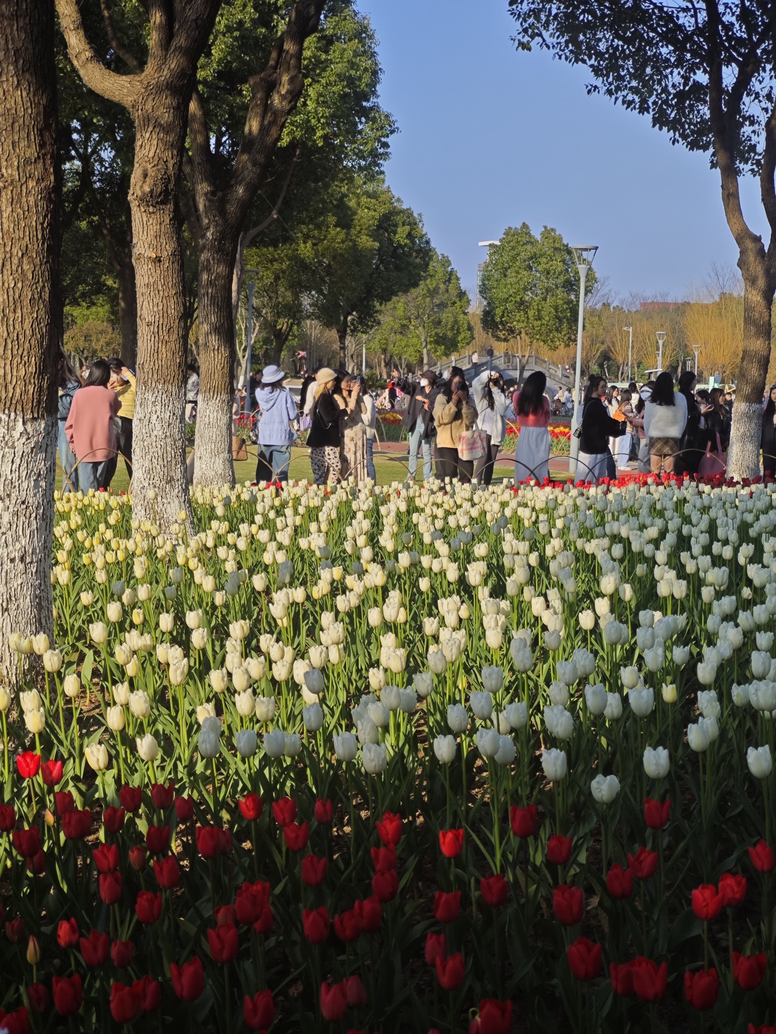 院士公园旅行图片 3