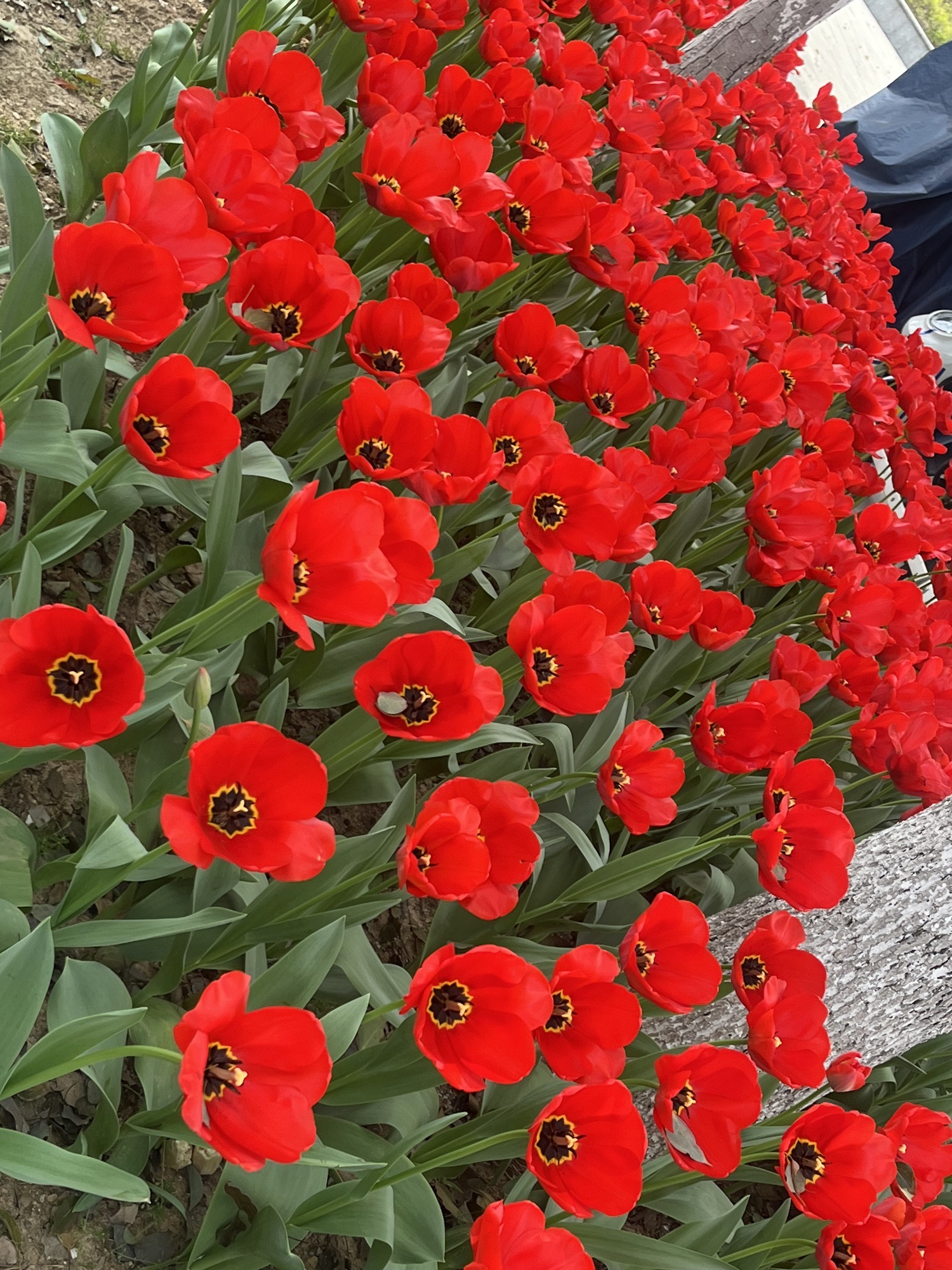 院士公园旅行图片 2