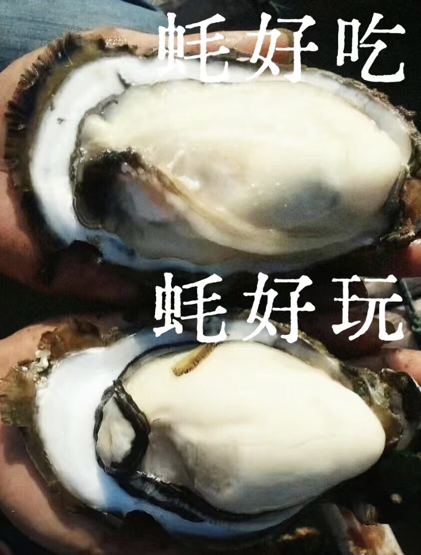 蚝情广场旅行图片 3