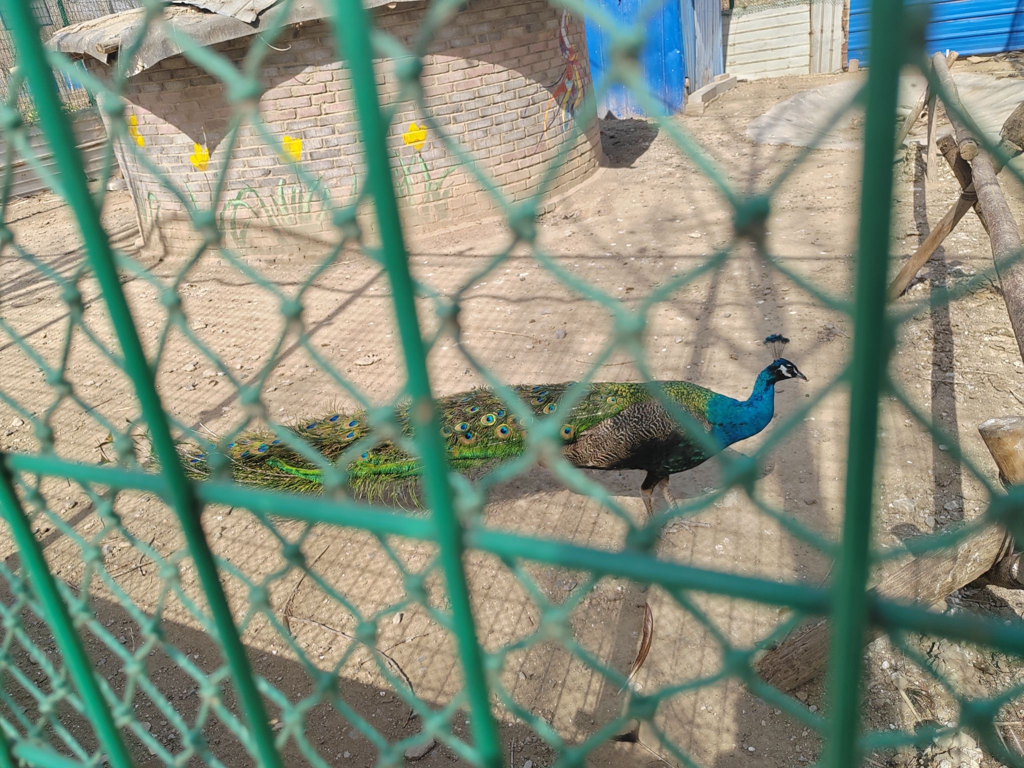 孔雀园旅行图片 2