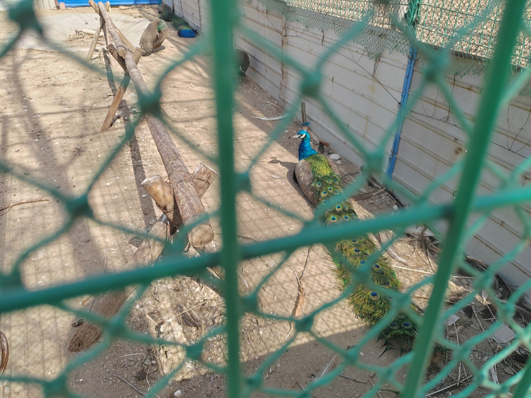 孔雀园旅行图片 1