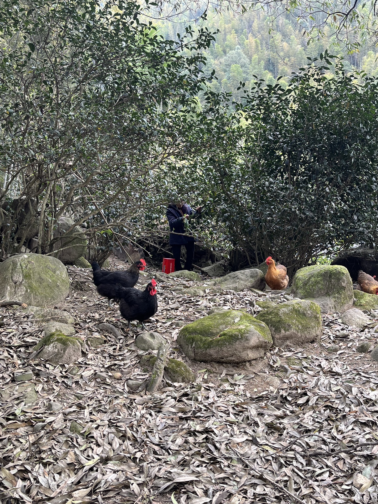 南惹古村旅行图片 3