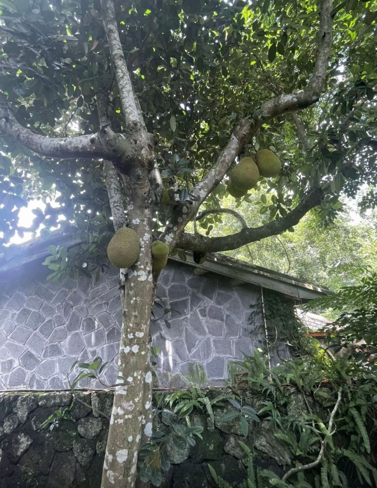 雷琼世界地质公园(海口园区)-火山热带果园
