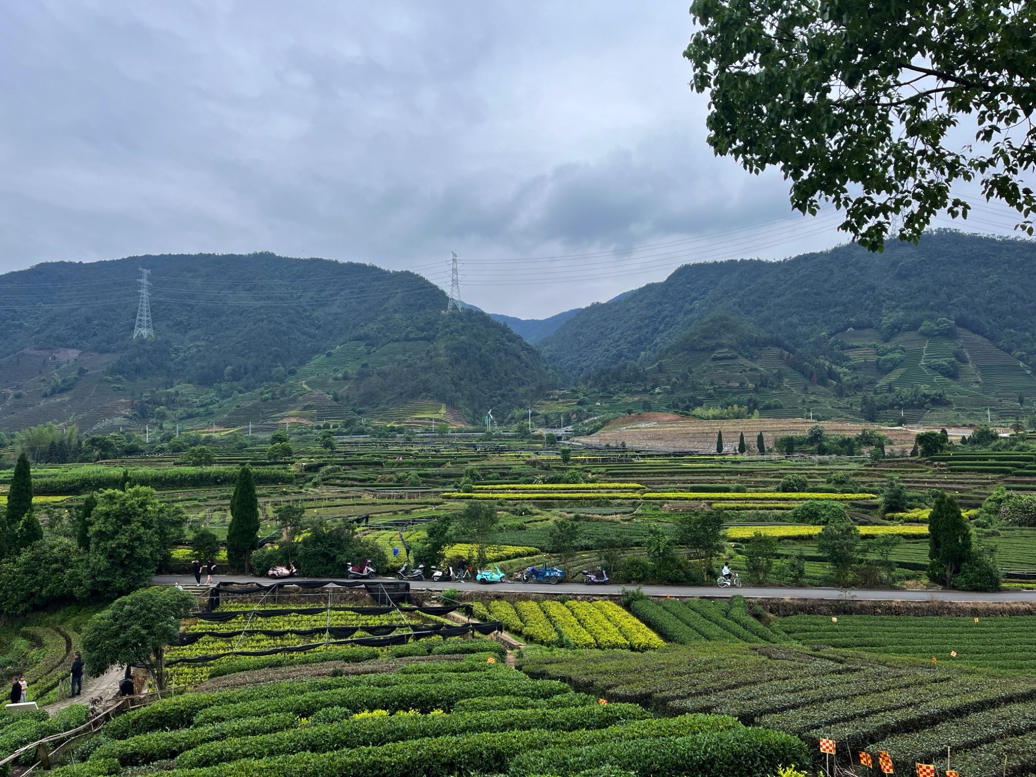 大木山茶园景区旅行图片 1