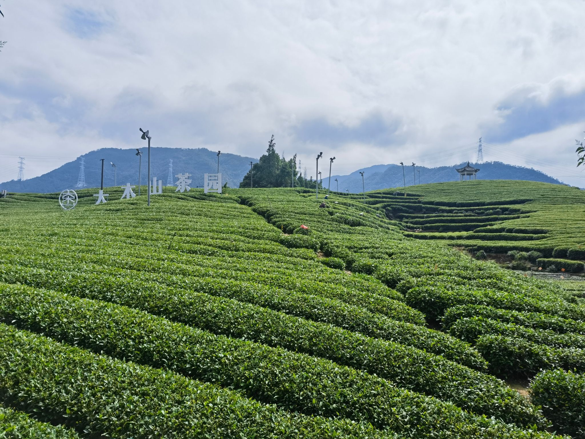 大木山茶园景区旅行图片 1