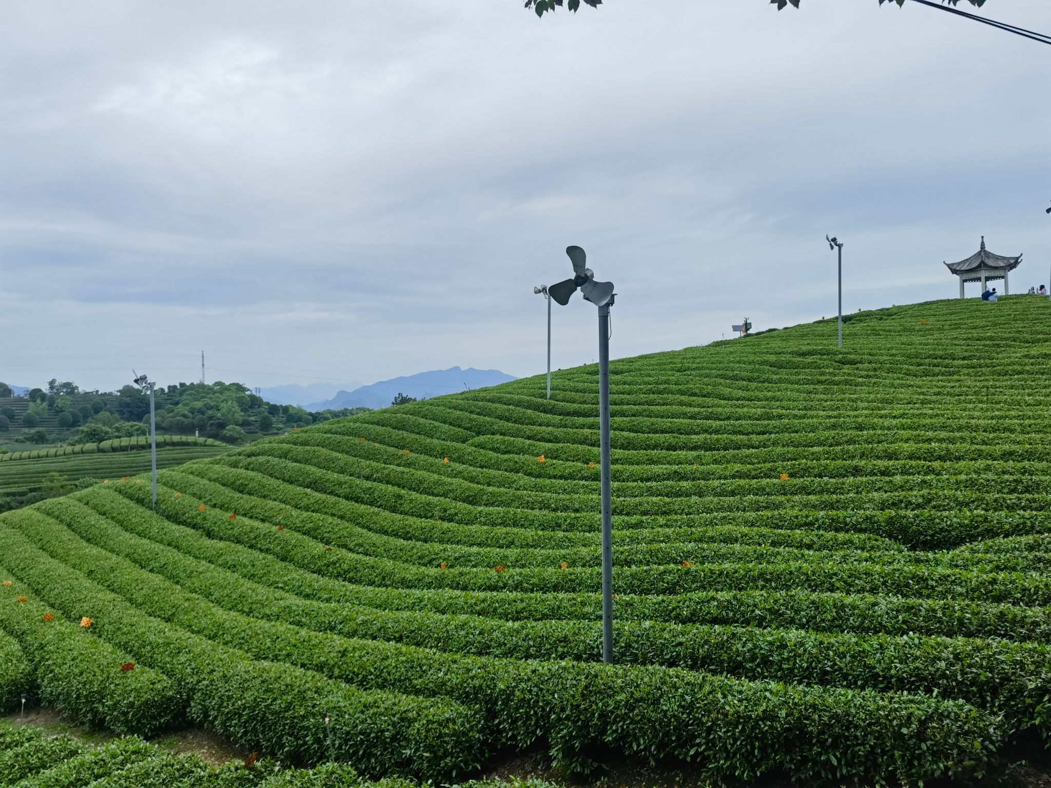 大木山茶园景区旅行图片 3