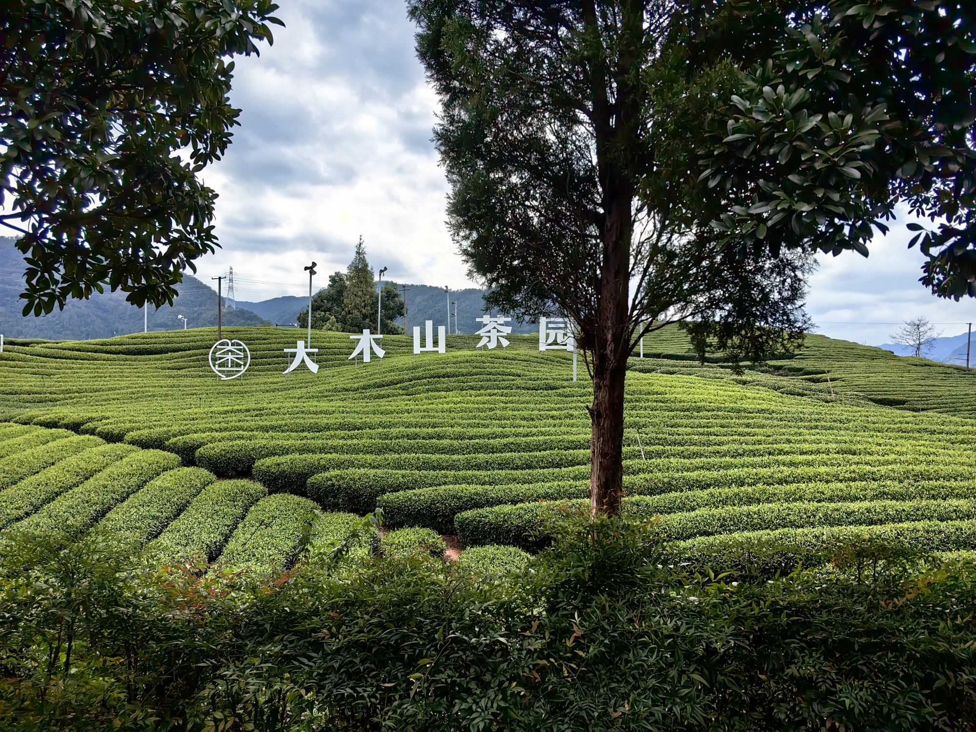 大木山茶园景区旅行图片 1