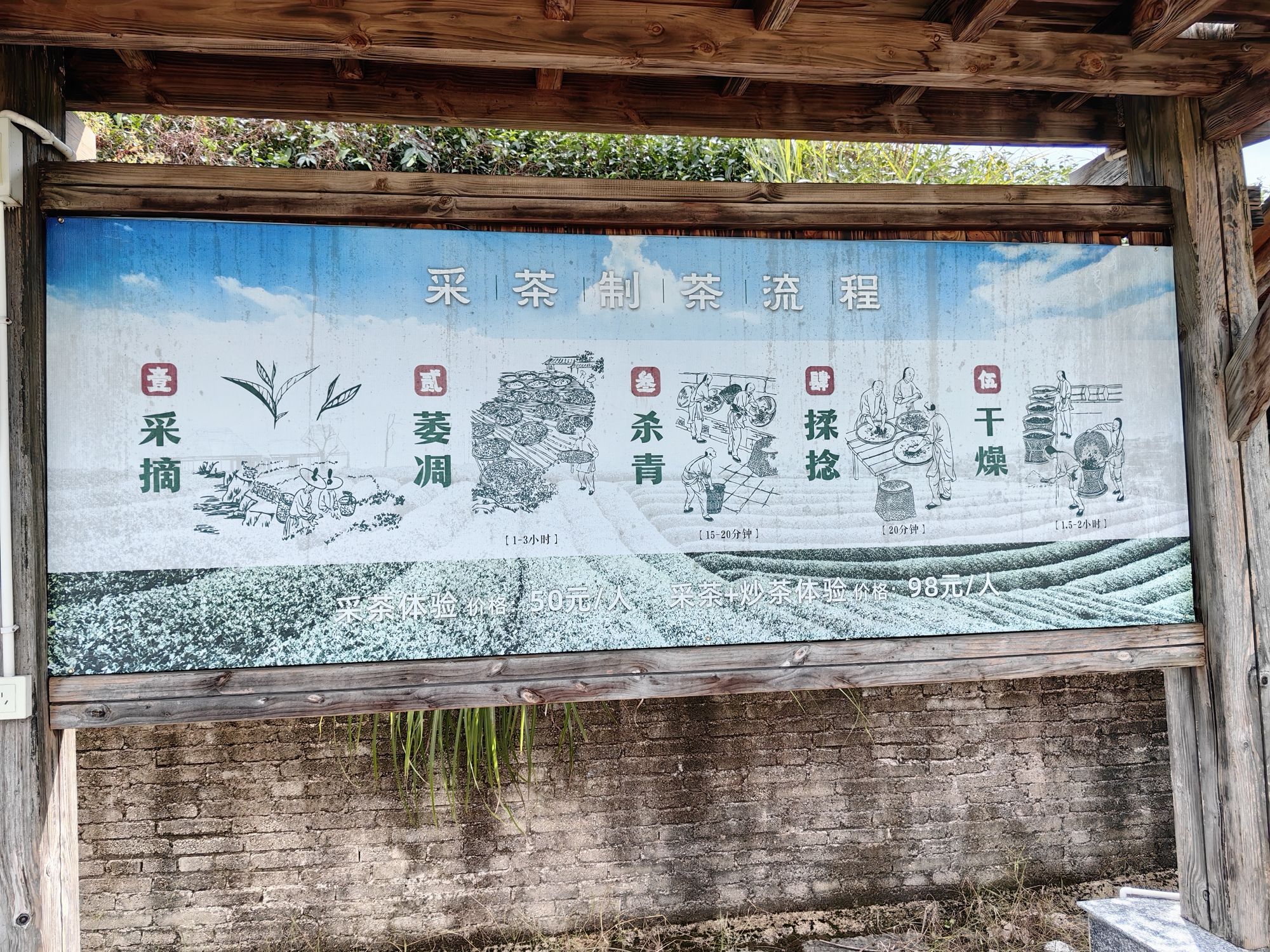 大木山茶园景区旅行图片 2