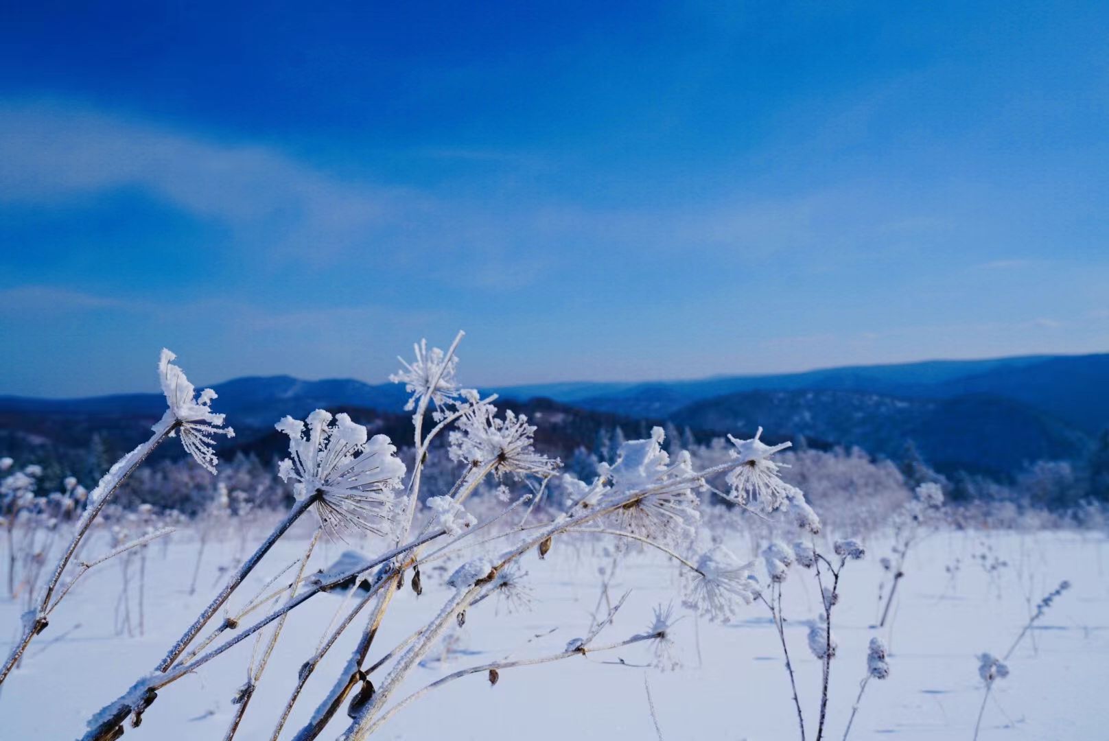 羊草山