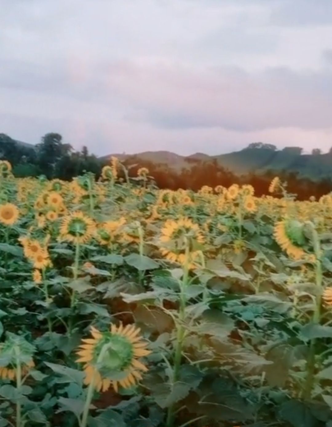 查比花海旅行图片 2