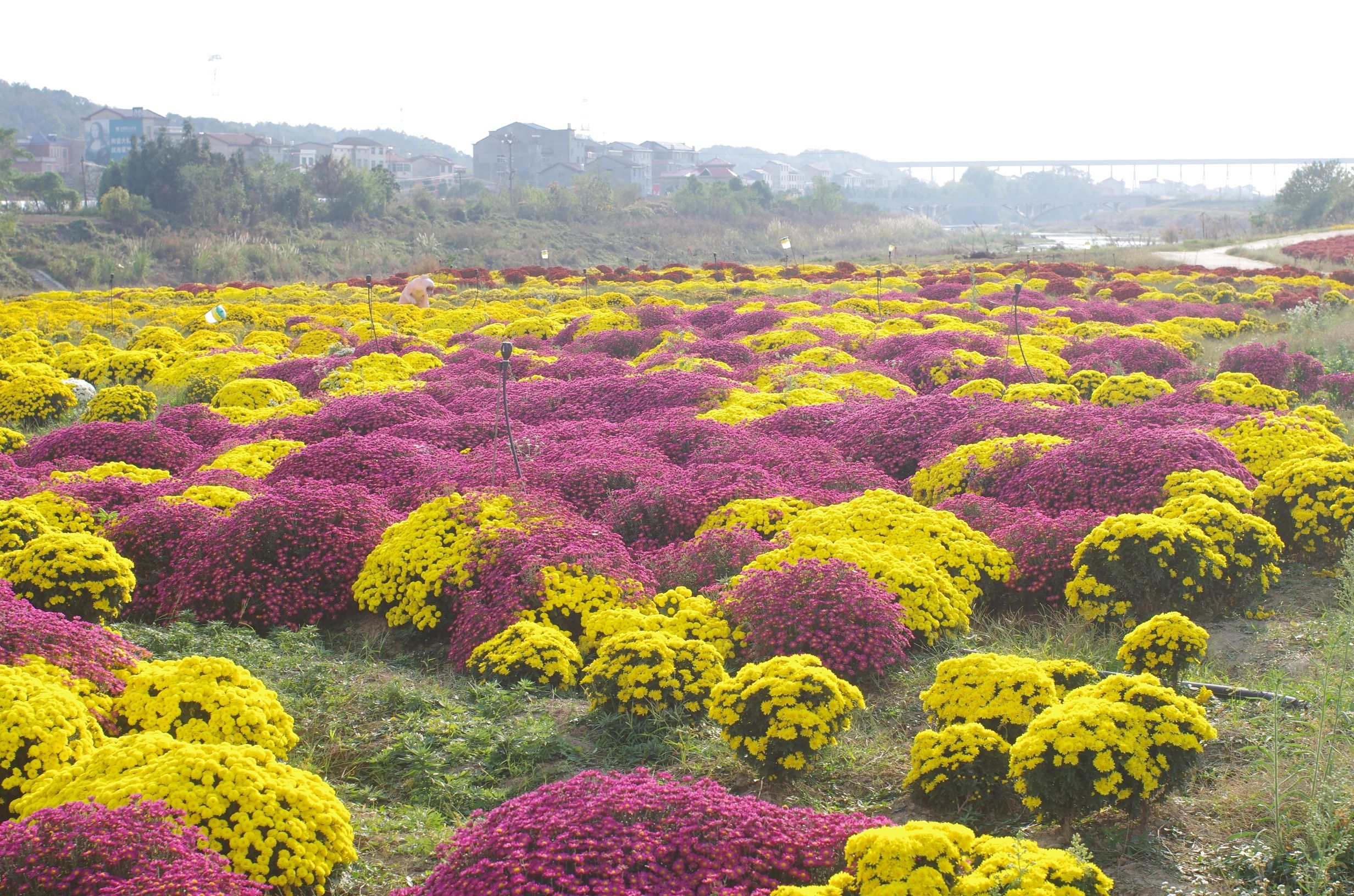 临湘市菊花博览园(暂停开放)旅行图片 1
