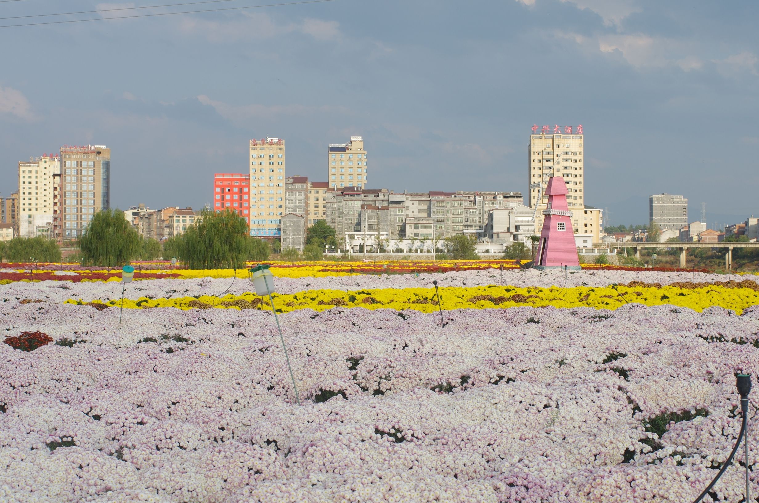 临湘市菊花博览园(暂停开放)旅行图片 3