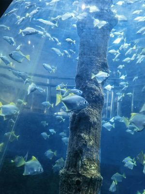 厦门海底世界-厦门海洋公园