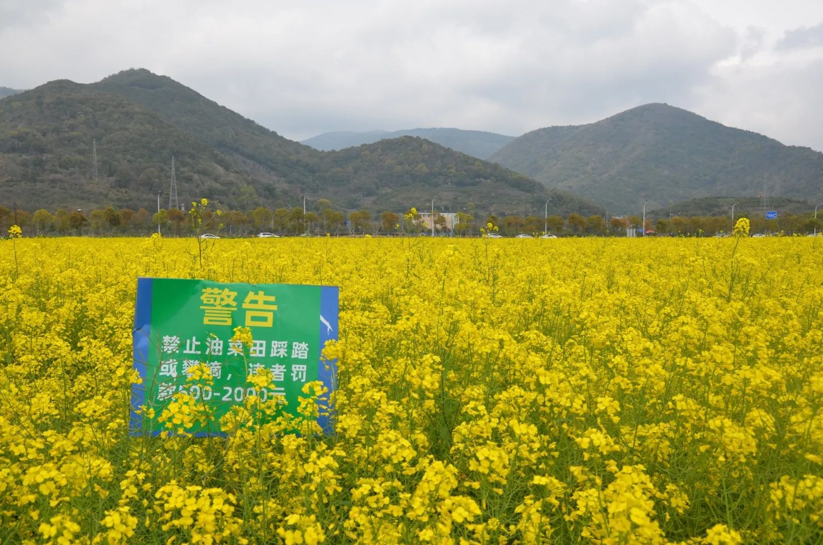 春晓花海旅行图片 2