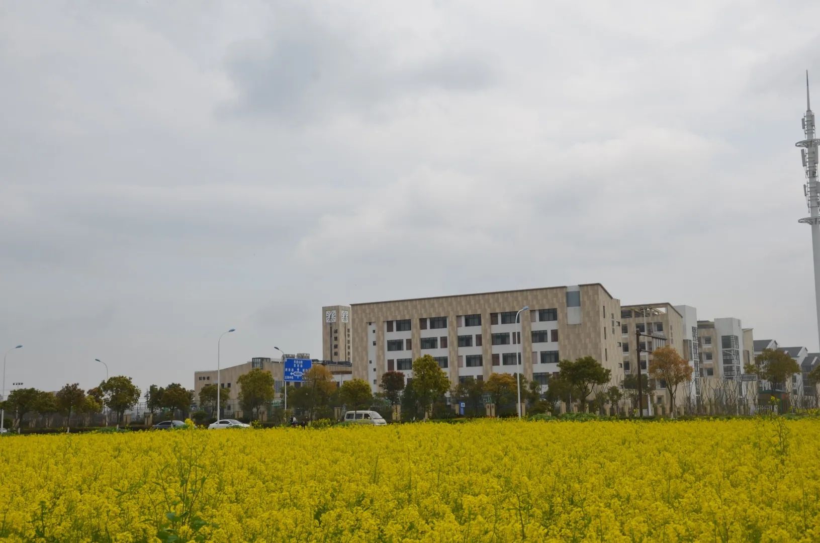 春晓花海旅行图片 1