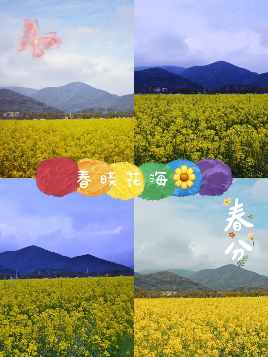 春晓花海旅行图片 3