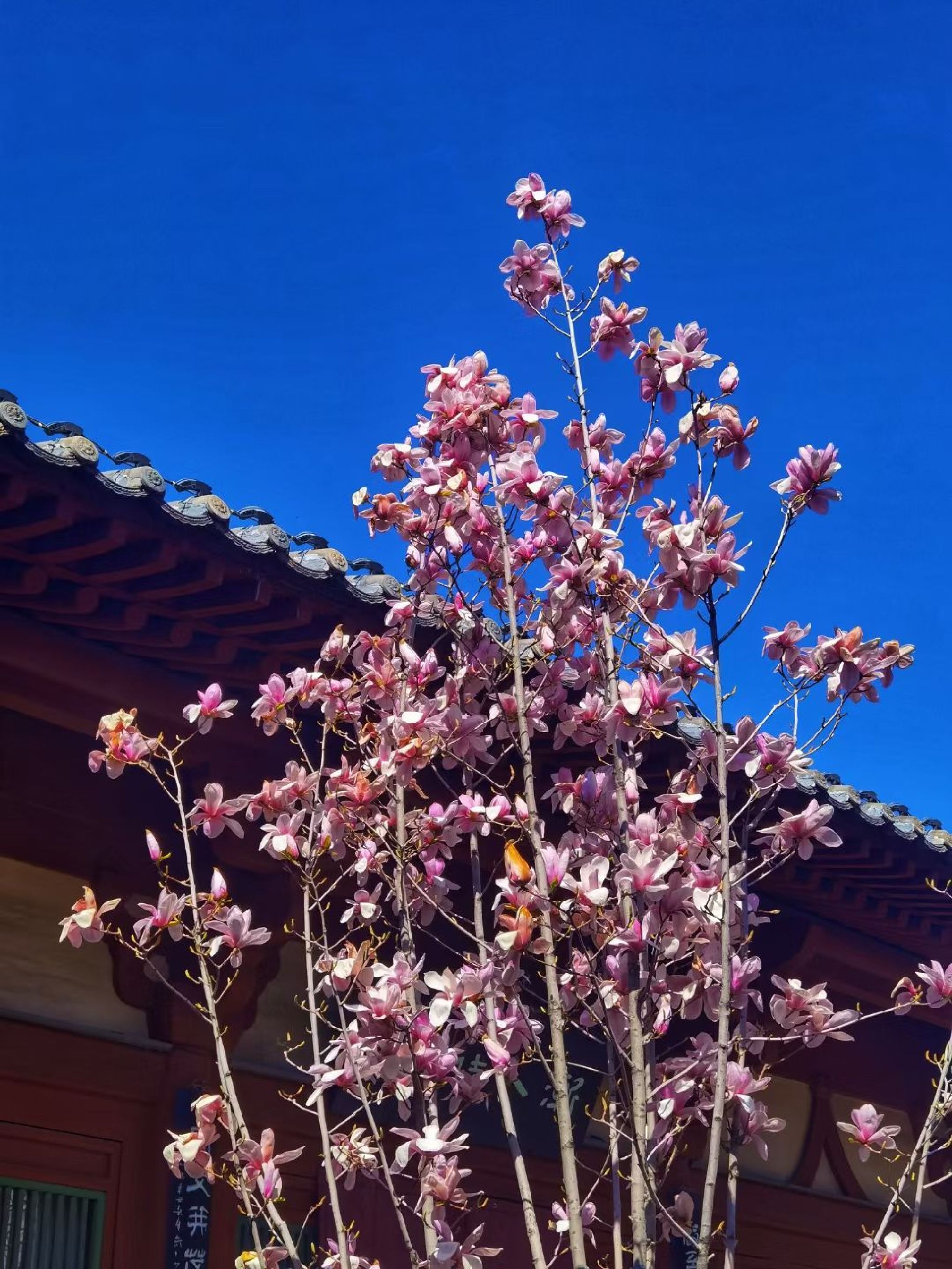 清河公园(暂停开放)旅行图片 1