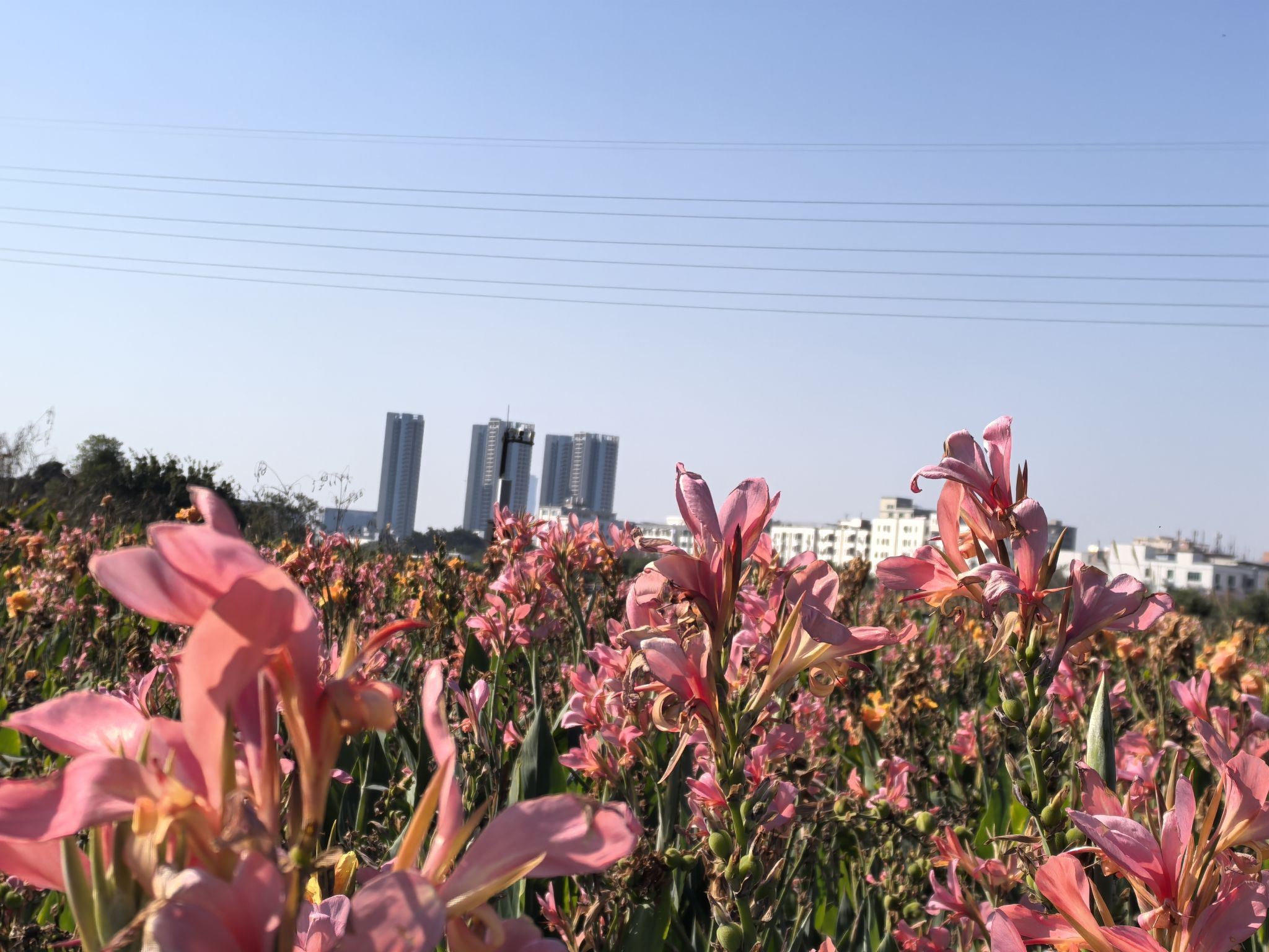 燕罗湿地公园旅行图片 1