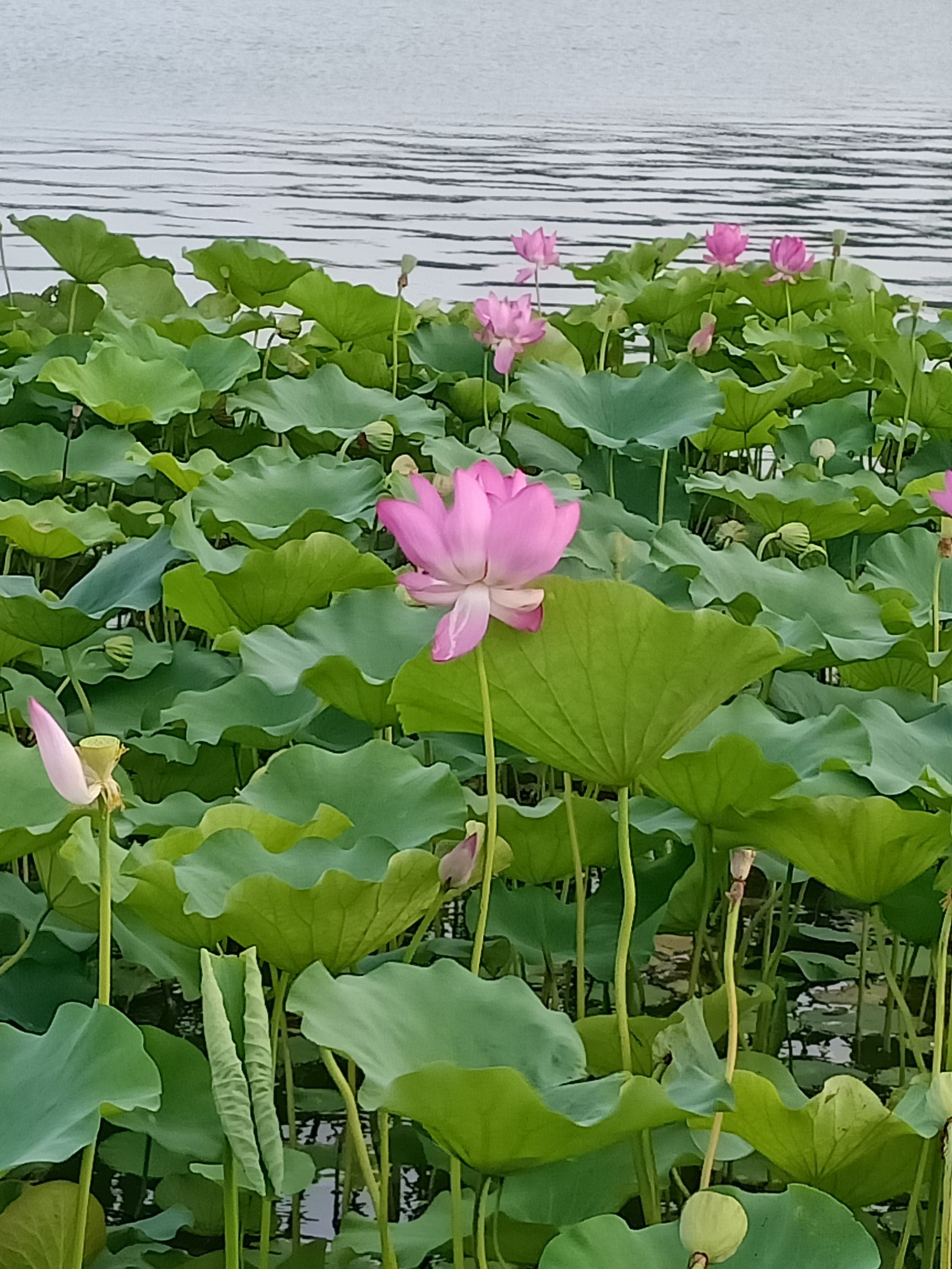 如意公园旅行图片 1