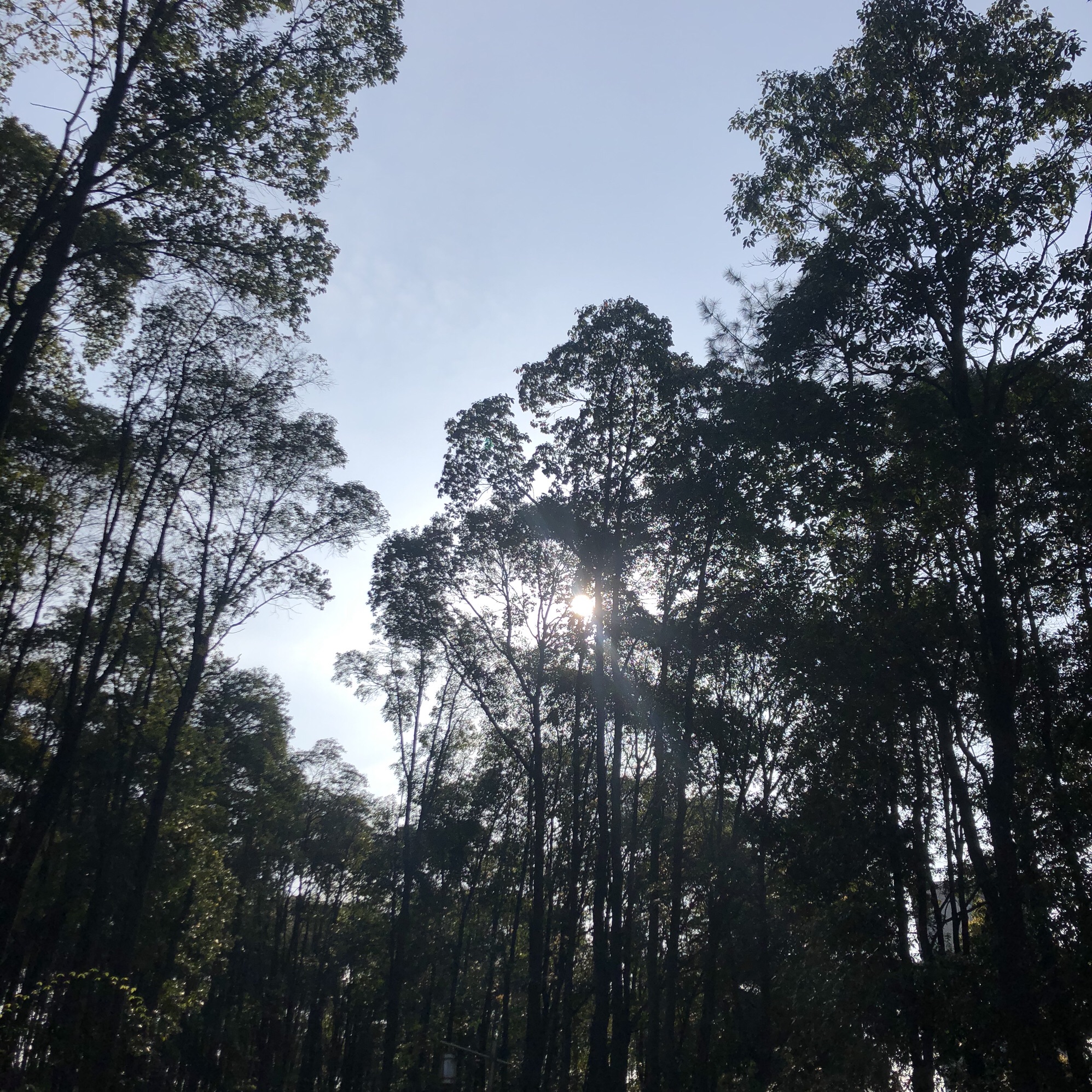 将军山森林公园旅行图片 2