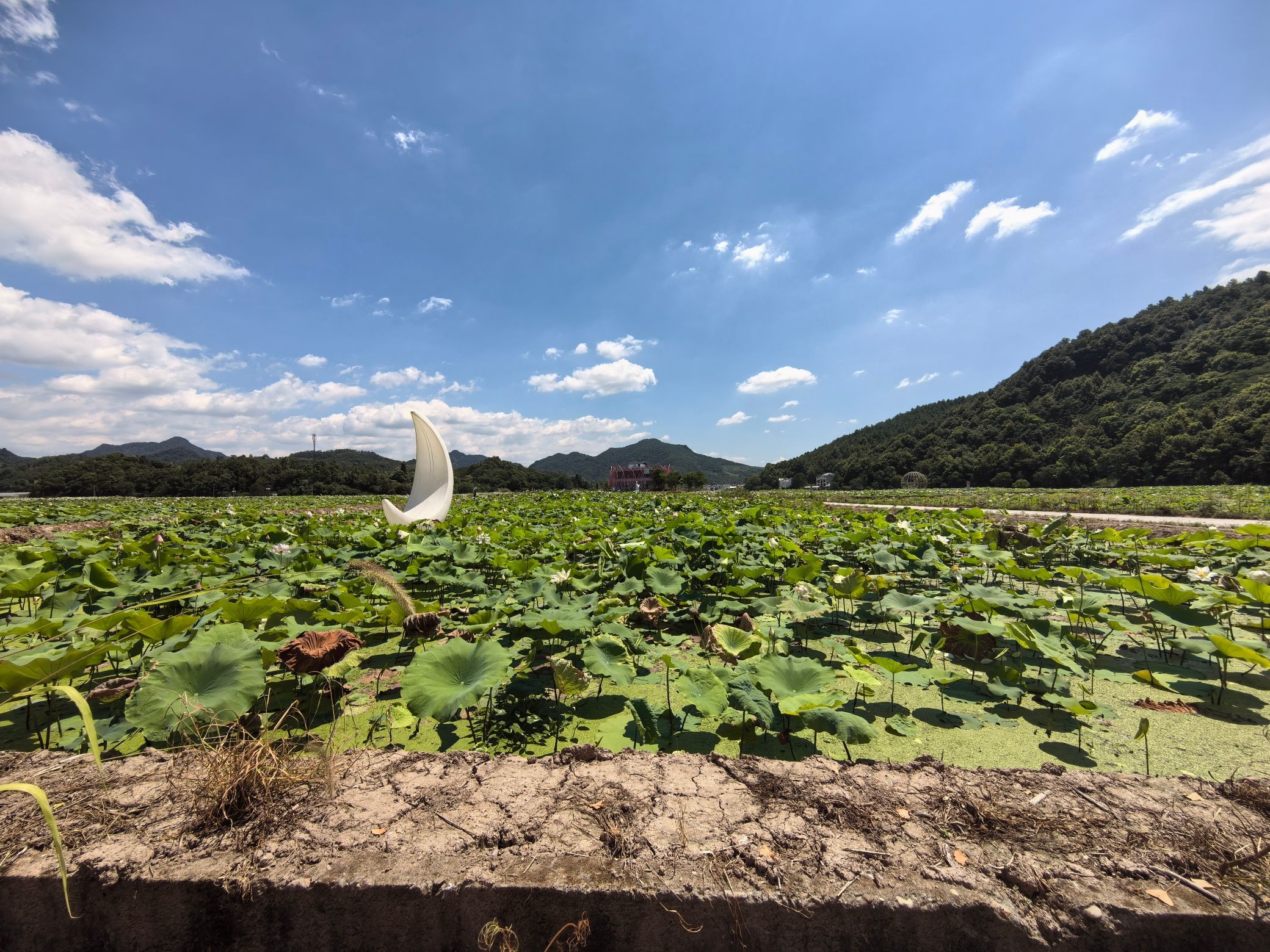 天池荷花风景区旅行图片 1