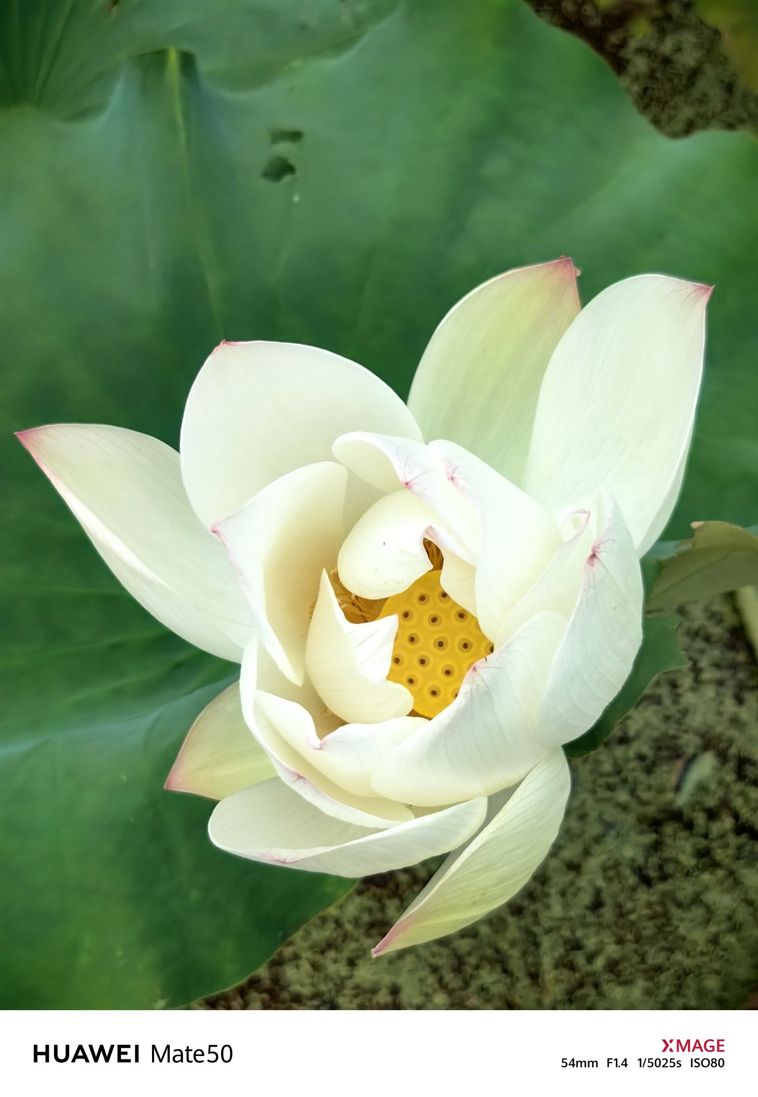 天池荷花风景区
