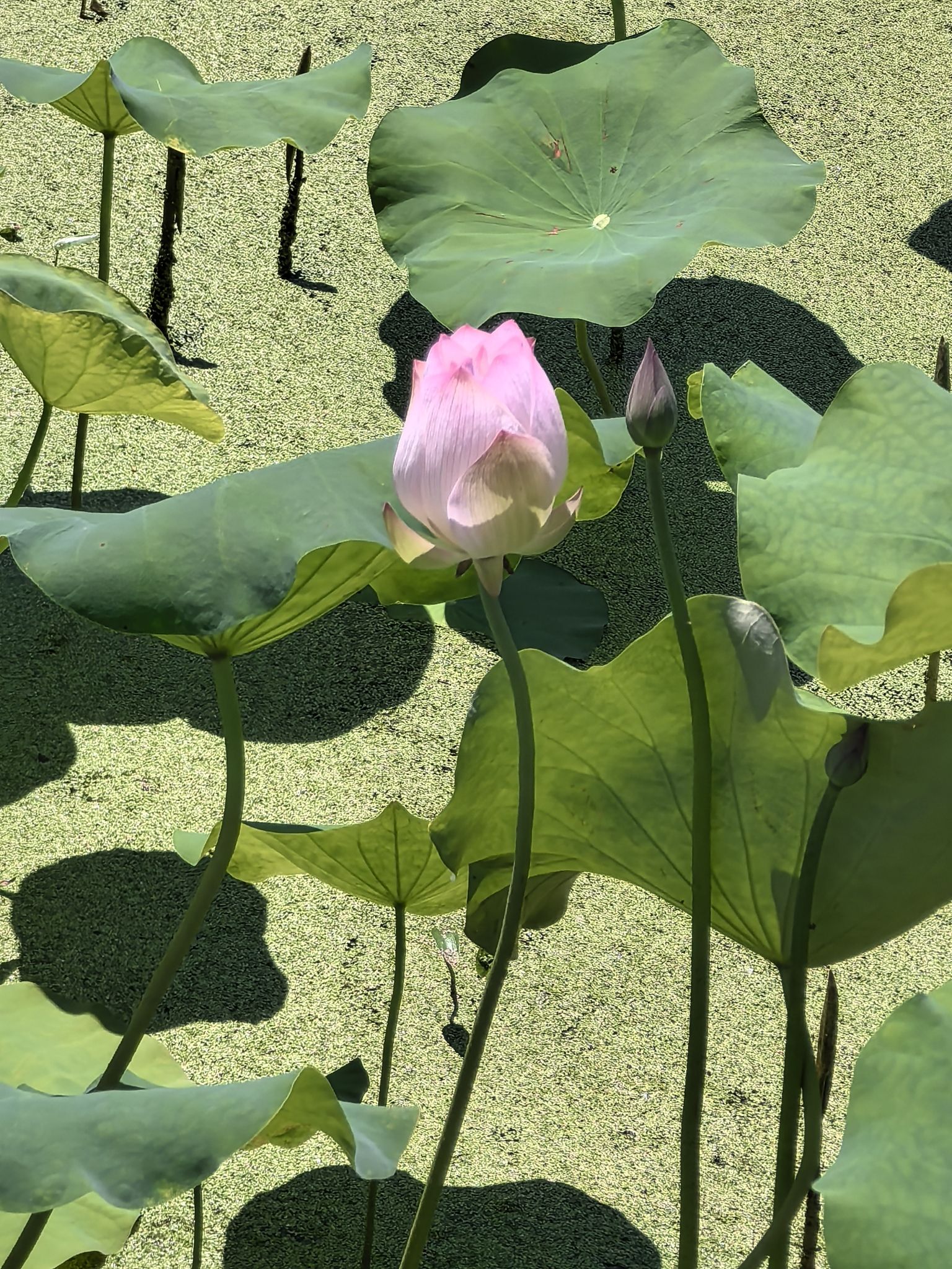 天池荷花风景区旅行图片 2