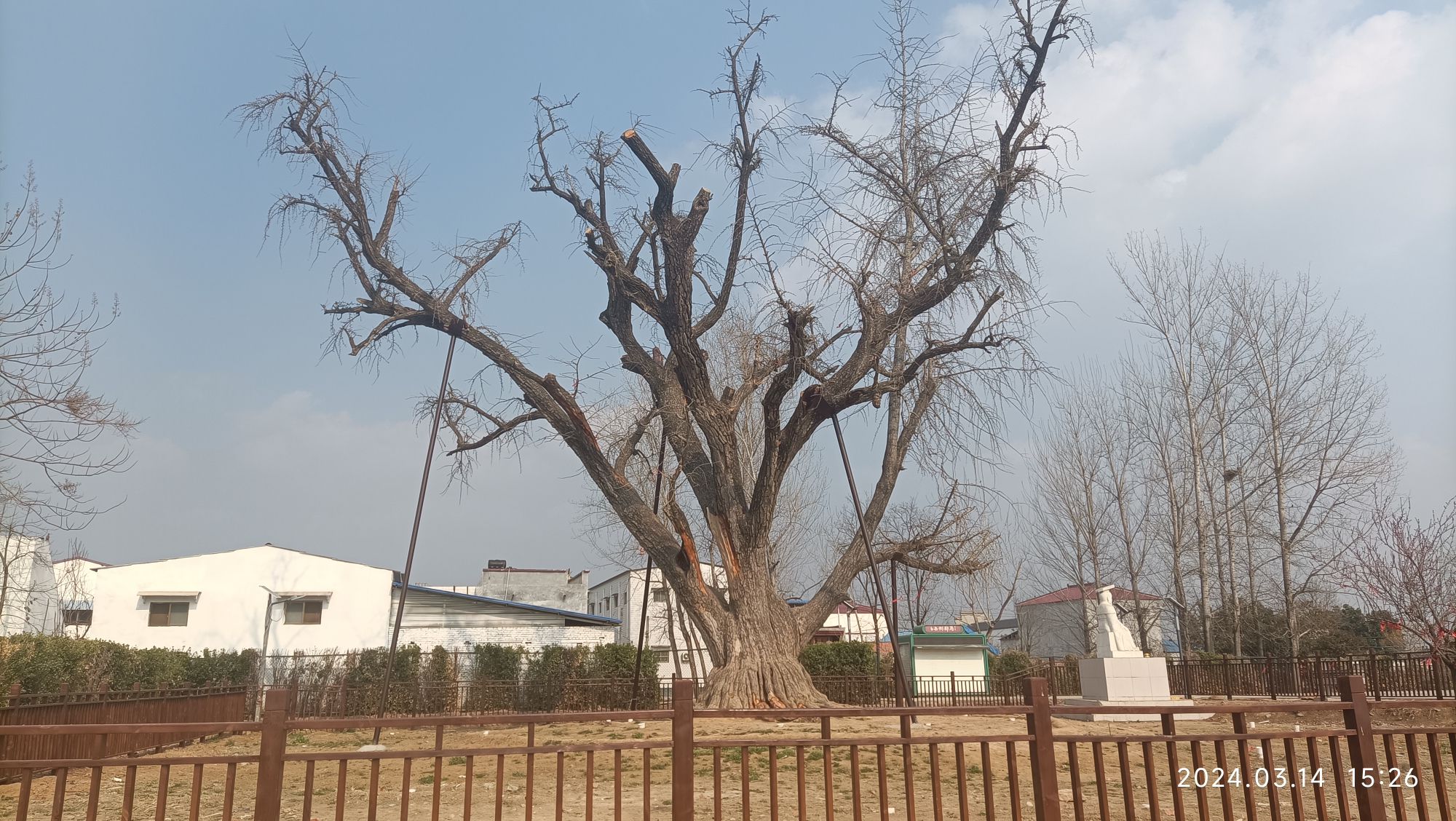 许村白果树旅行图片 3