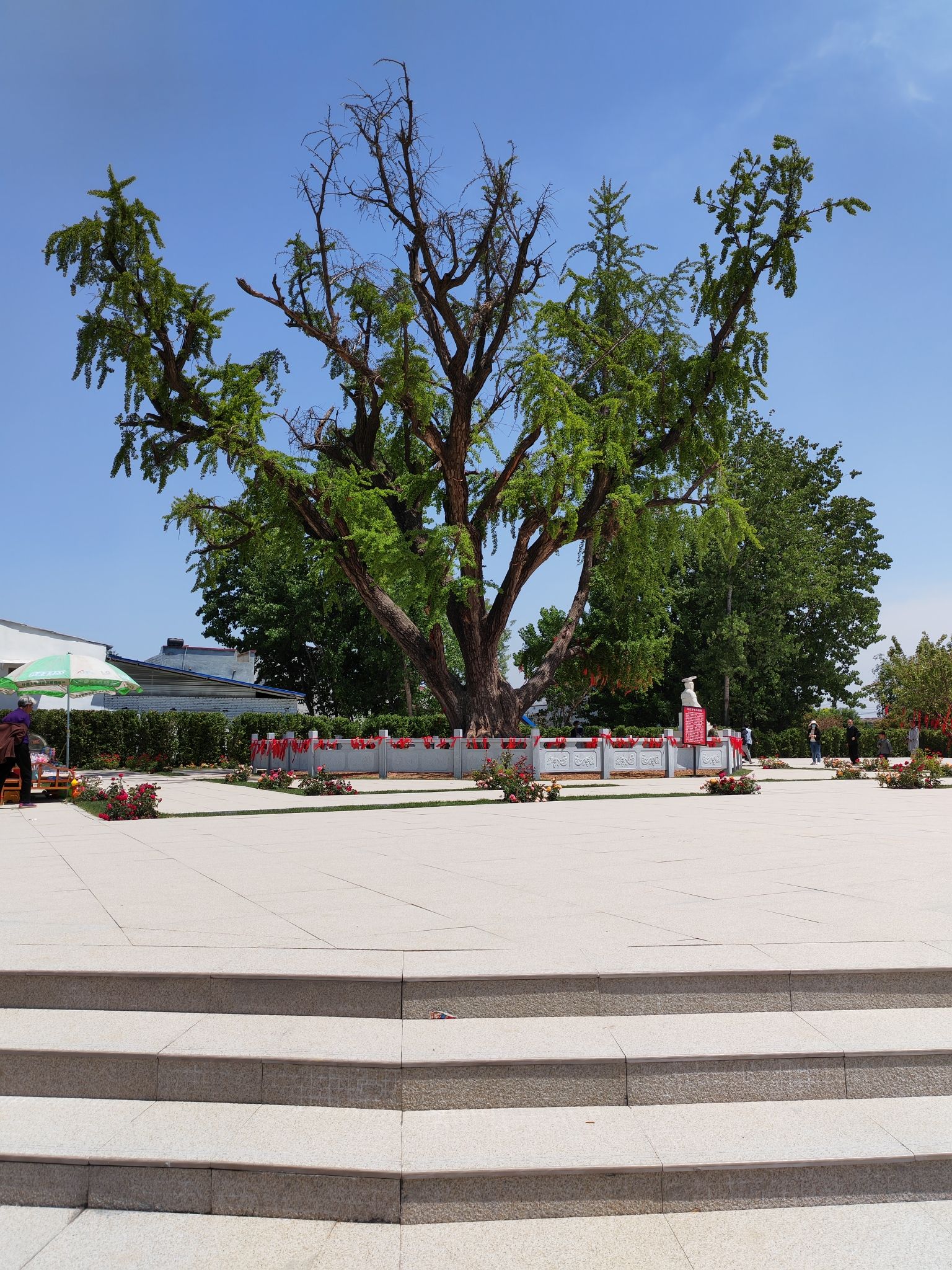 许村白果树旅行图片 2