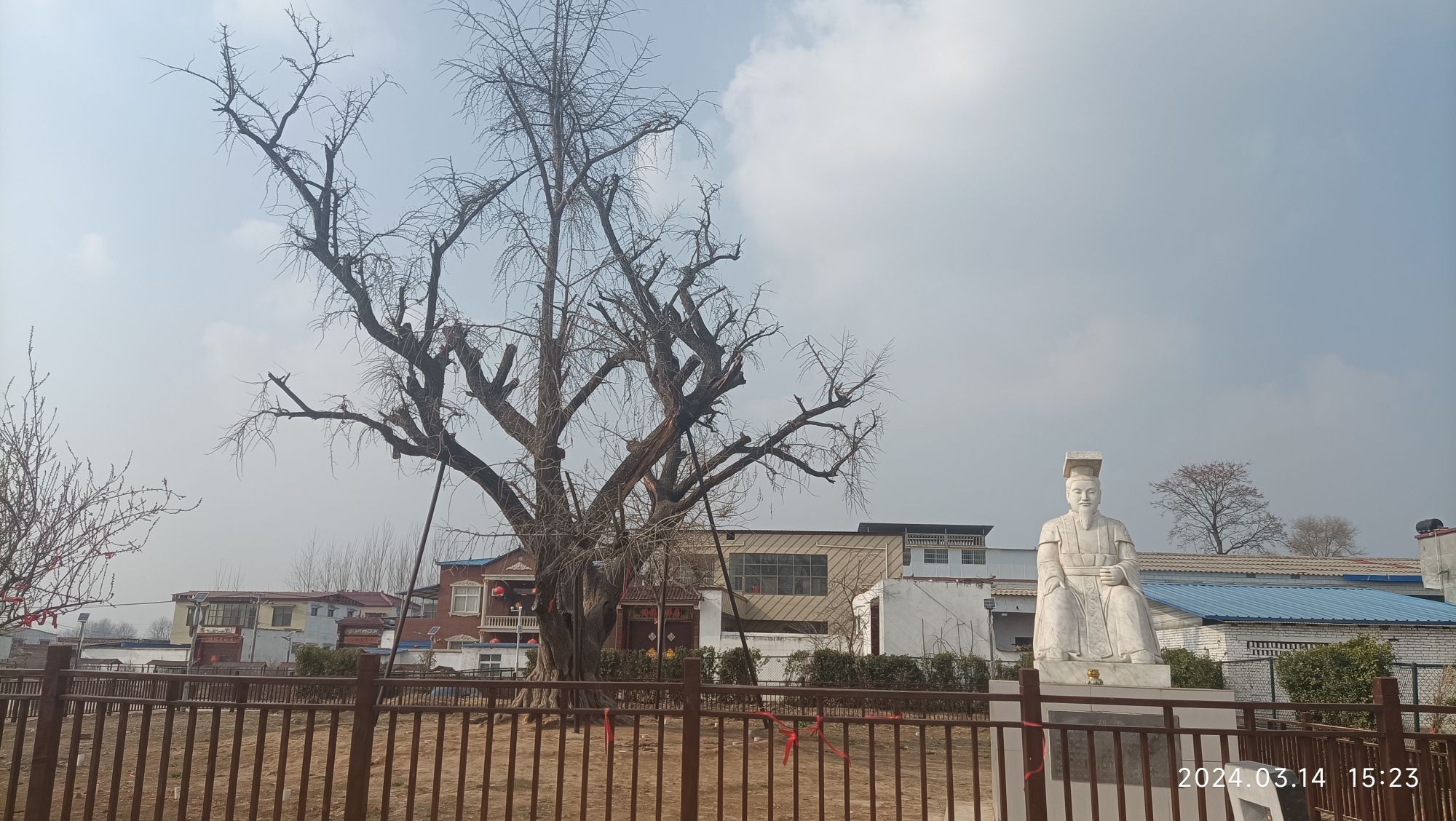 许村白果树旅行图片 1