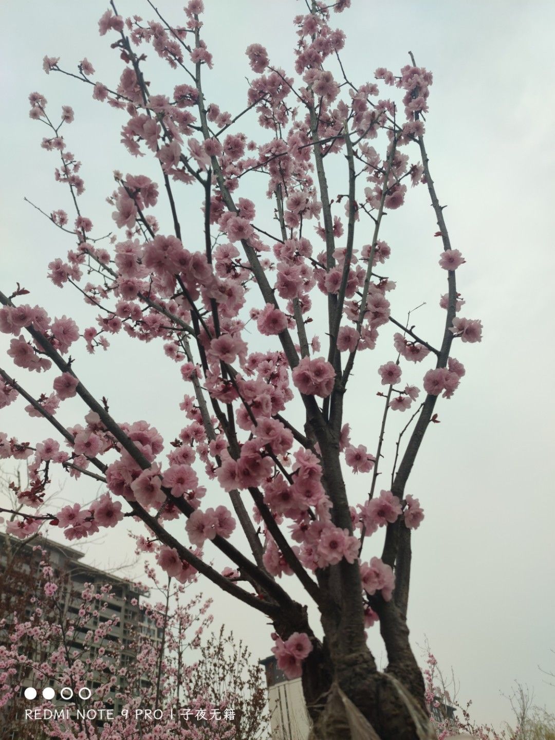 棠邑公园旅行图片 3
