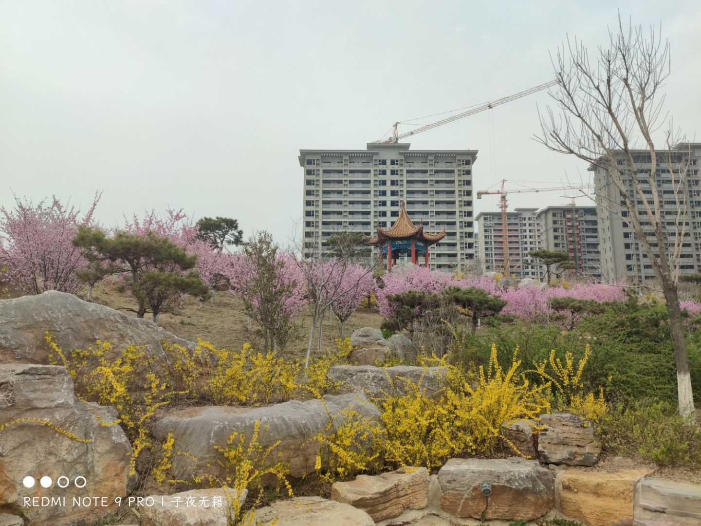 棠邑公园旅行图片 2