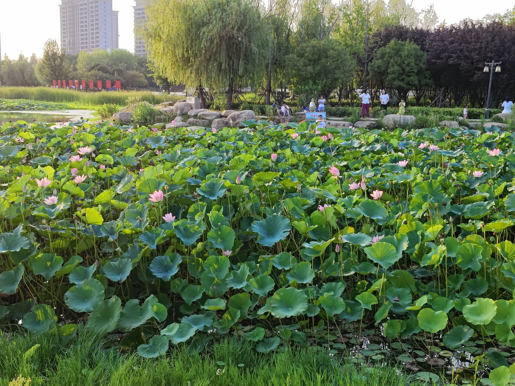 凤凰公园旅行图片 3