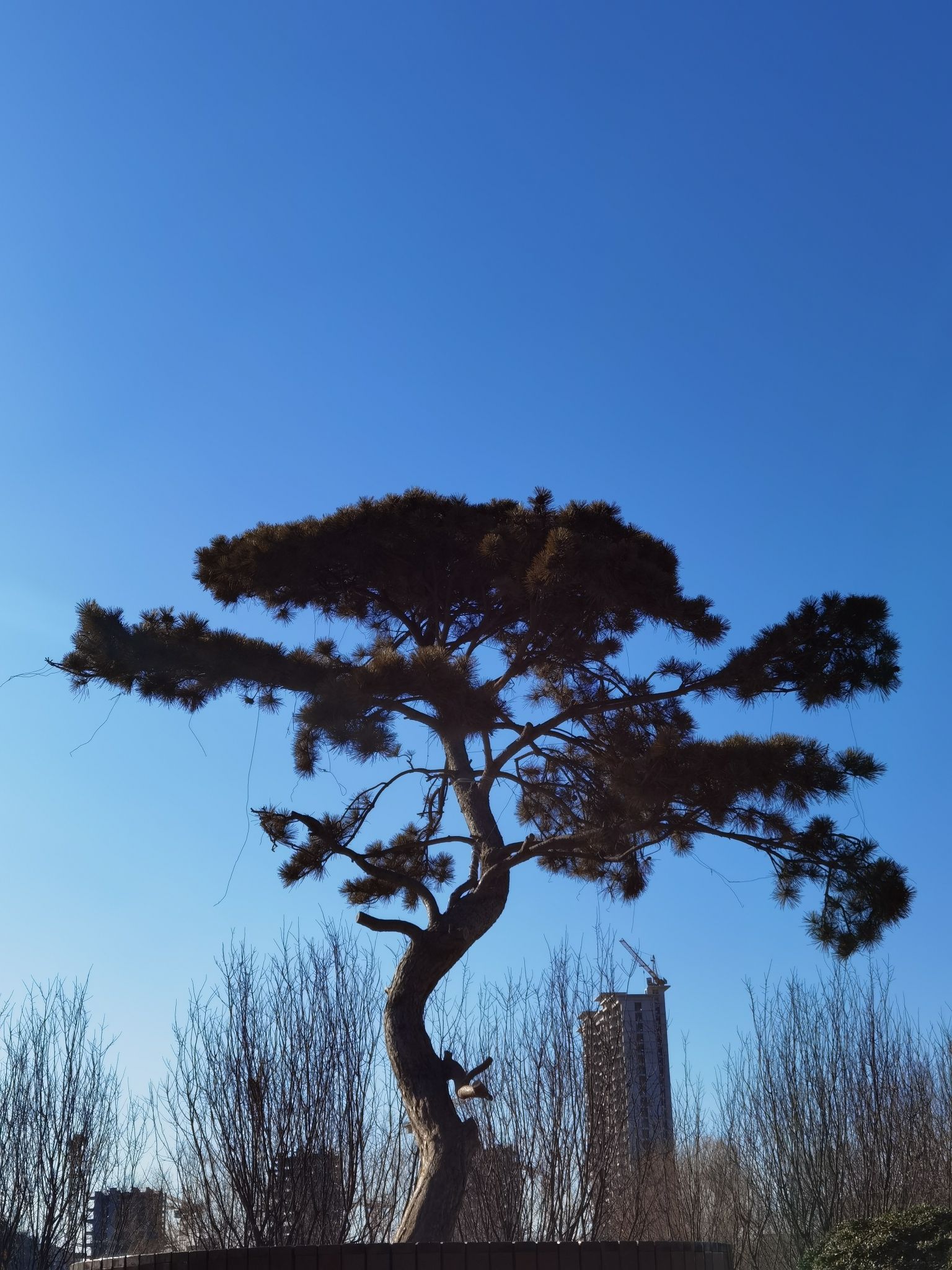 凤凰公园旅行图片 3
