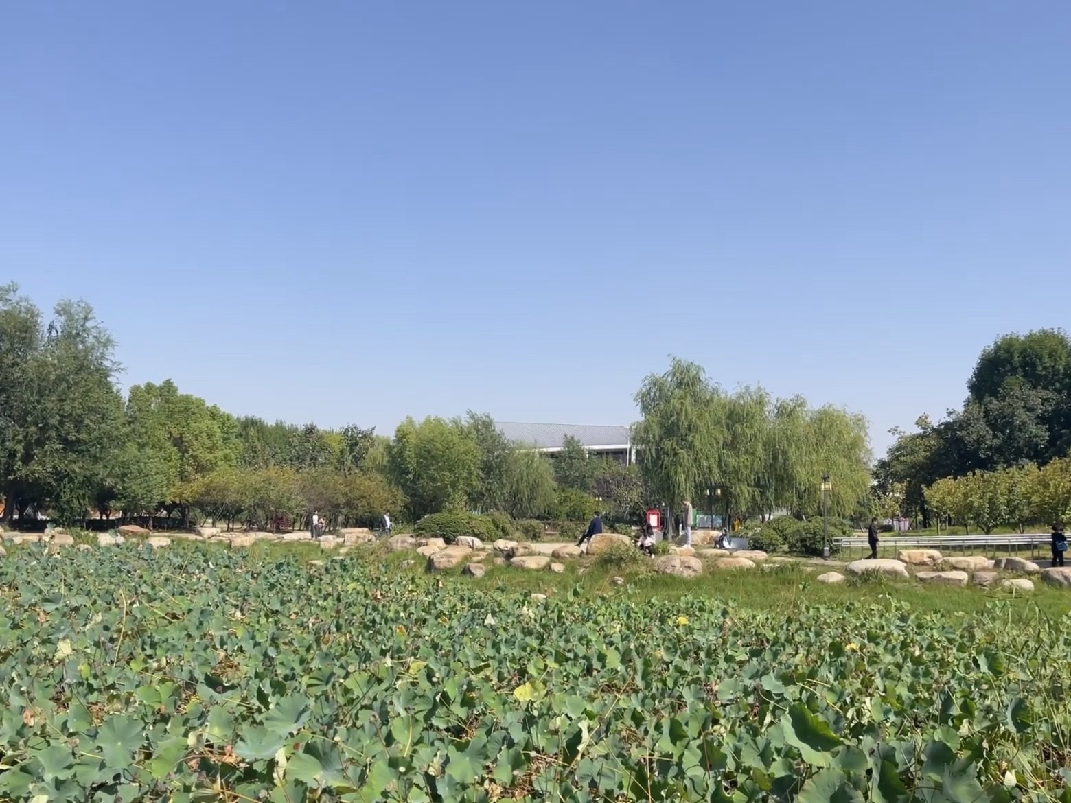 凤凰公园旅行图片 1