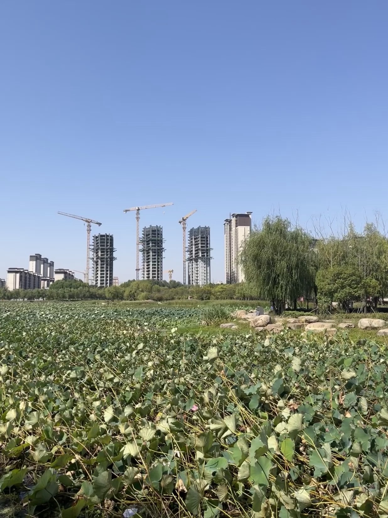 凤凰公园旅行图片 3
