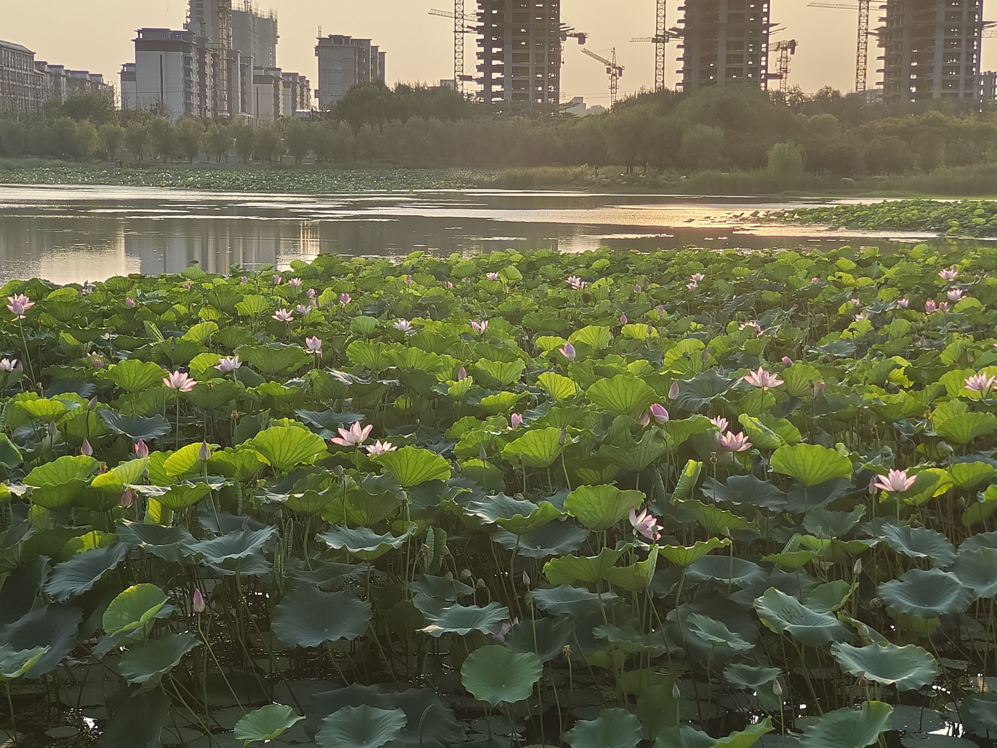 凤凰公园旅行图片 2