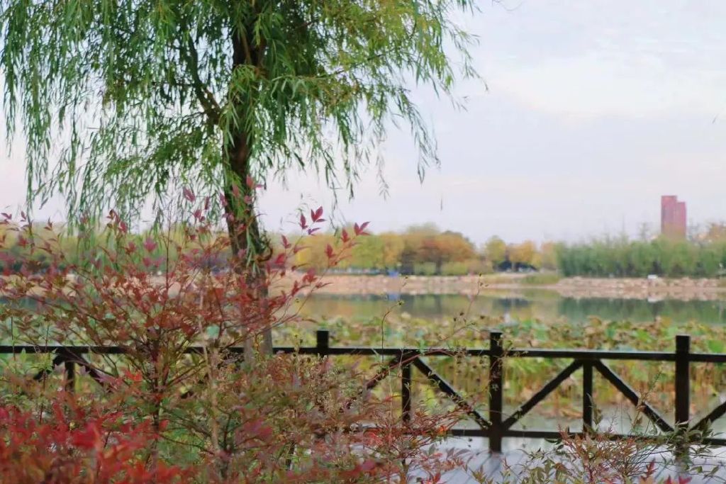 凤凰公园旅行图片 2